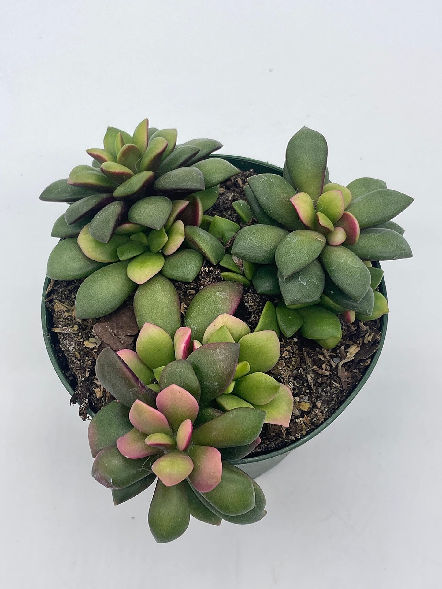 Anacampseros Telephiastrum Variegata, 4 inch Pot, Variegated Sunrise Succulent, Pink, tricolored