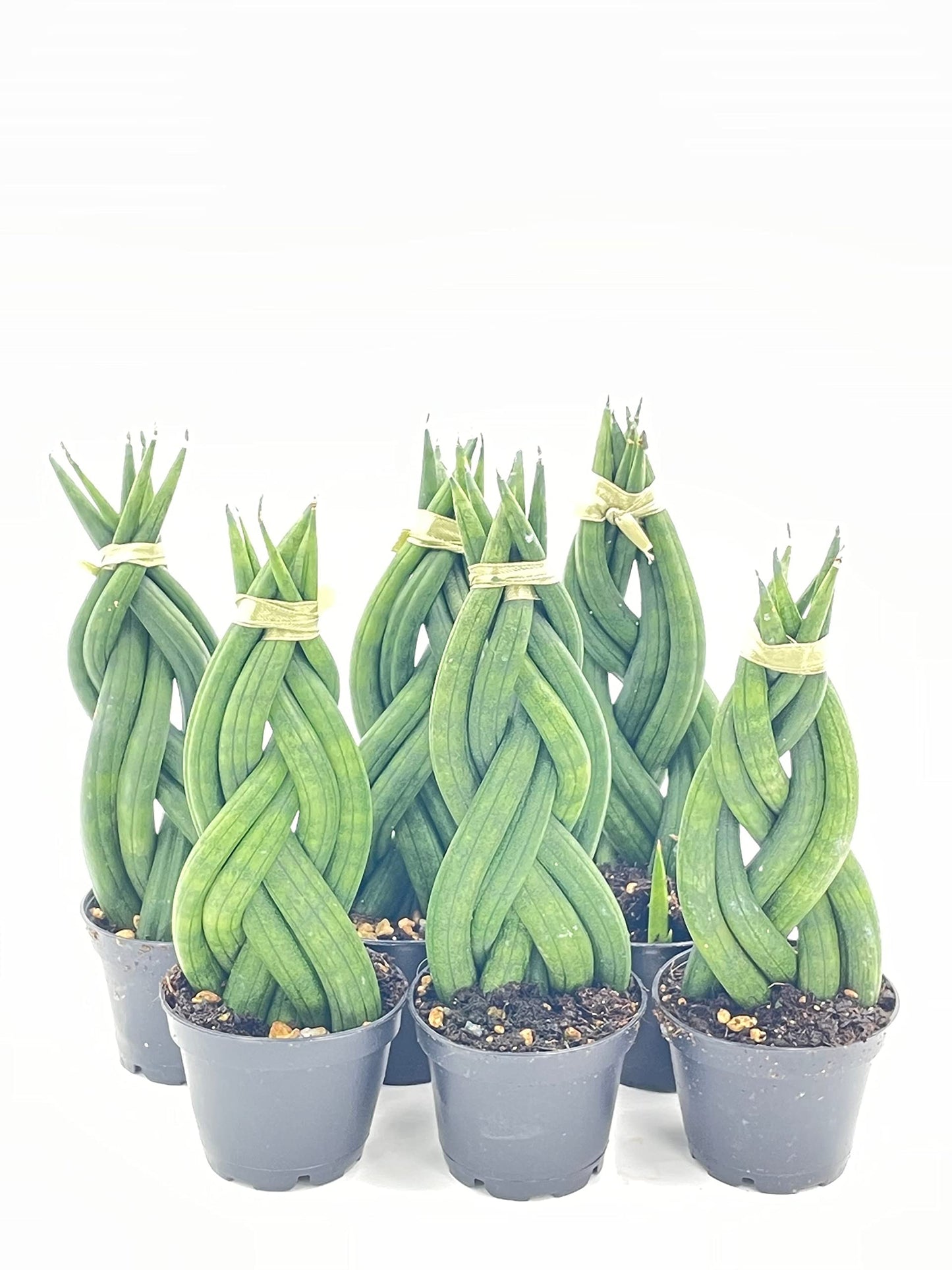 sansevieria boncel fingers BubbleBlooms Sansevieria Snakeplant Variety Bundle, Braided cylindrica Dragon Fingers, Samurai Dwarf ehrenbergii, Cylindrical Starfish Snake Plant