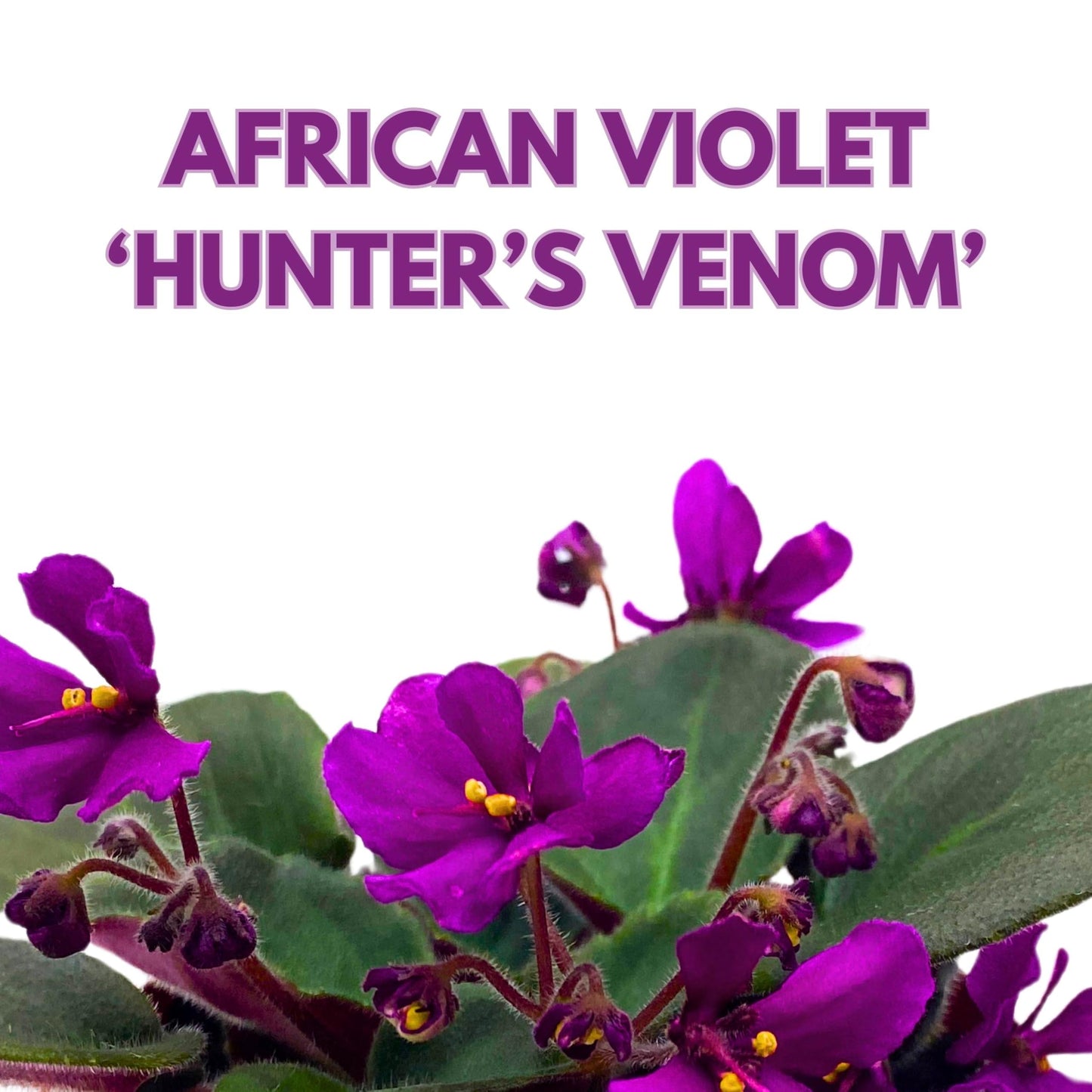 Harmony Foliage Hunter's Venom African Violet Saintpaulia 4 inch