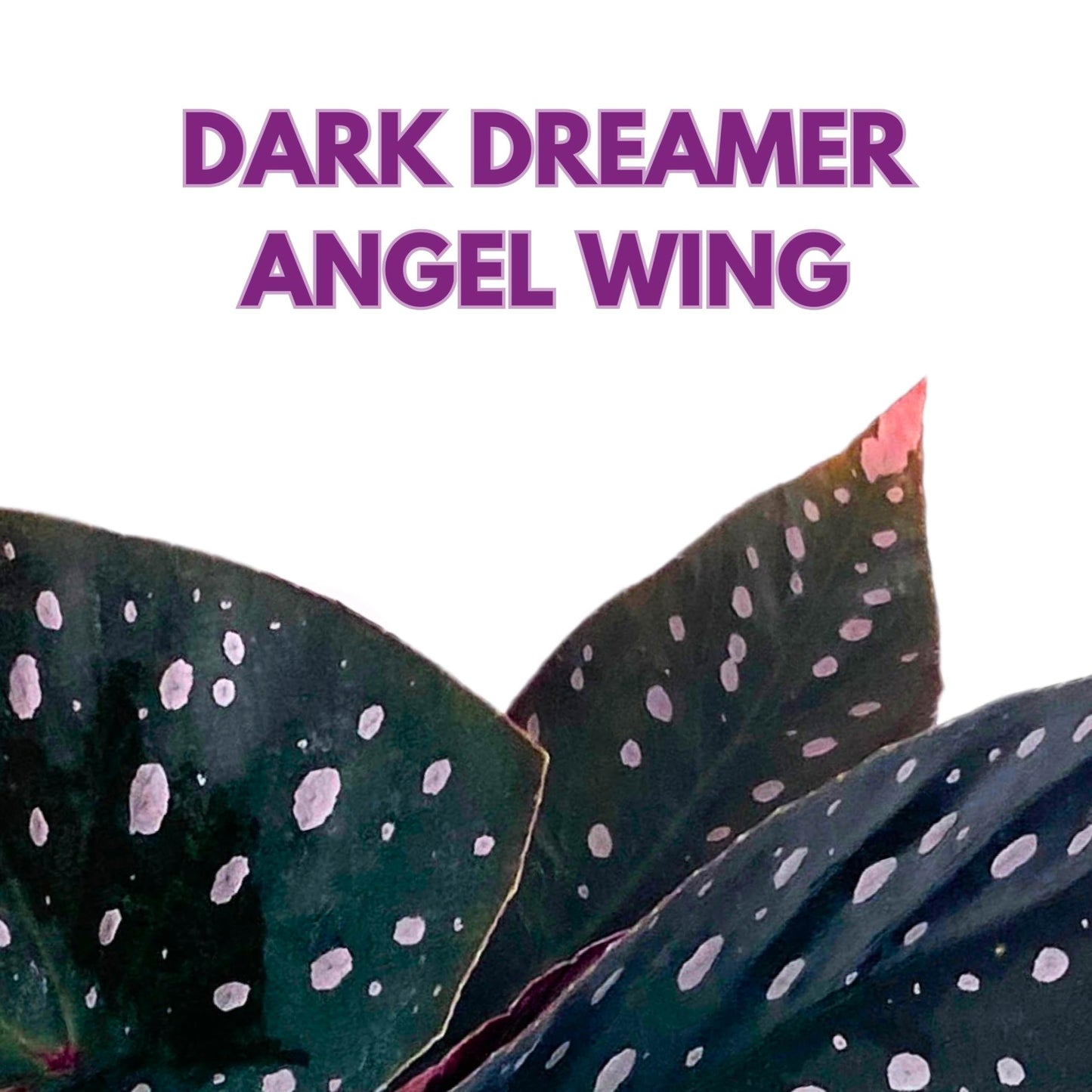 Harmony Foliage Harmony's Dark Dreamer Angel Wing Begonia 4 inch