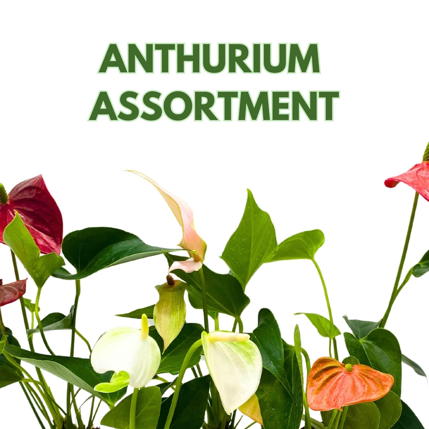 BubbleBlooms Anthurium Assortment 2 inch Set of 5