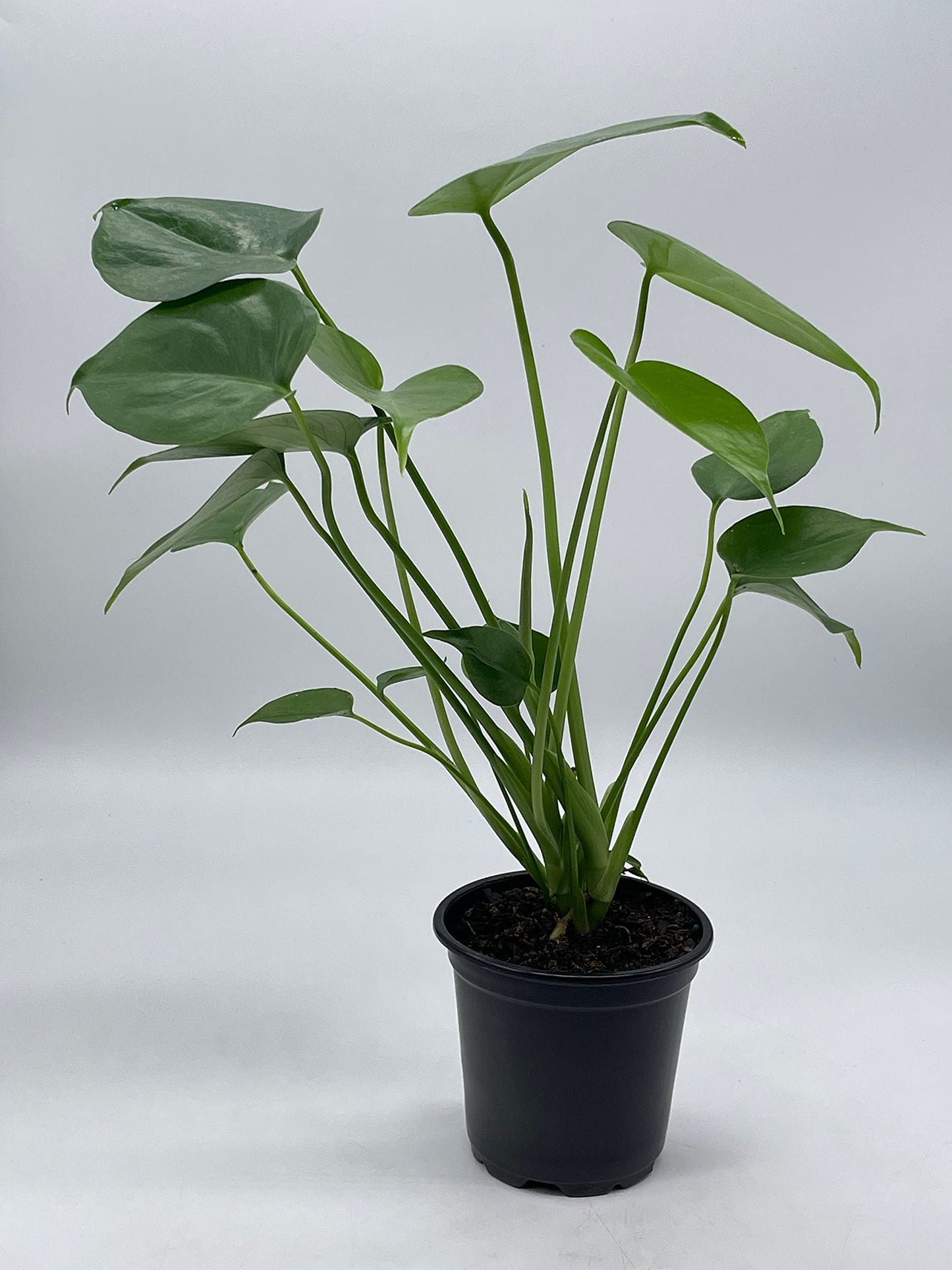 BubbleBlooms Monstera Deliciosa Split Leaf philodendron in a 4 inch Pot