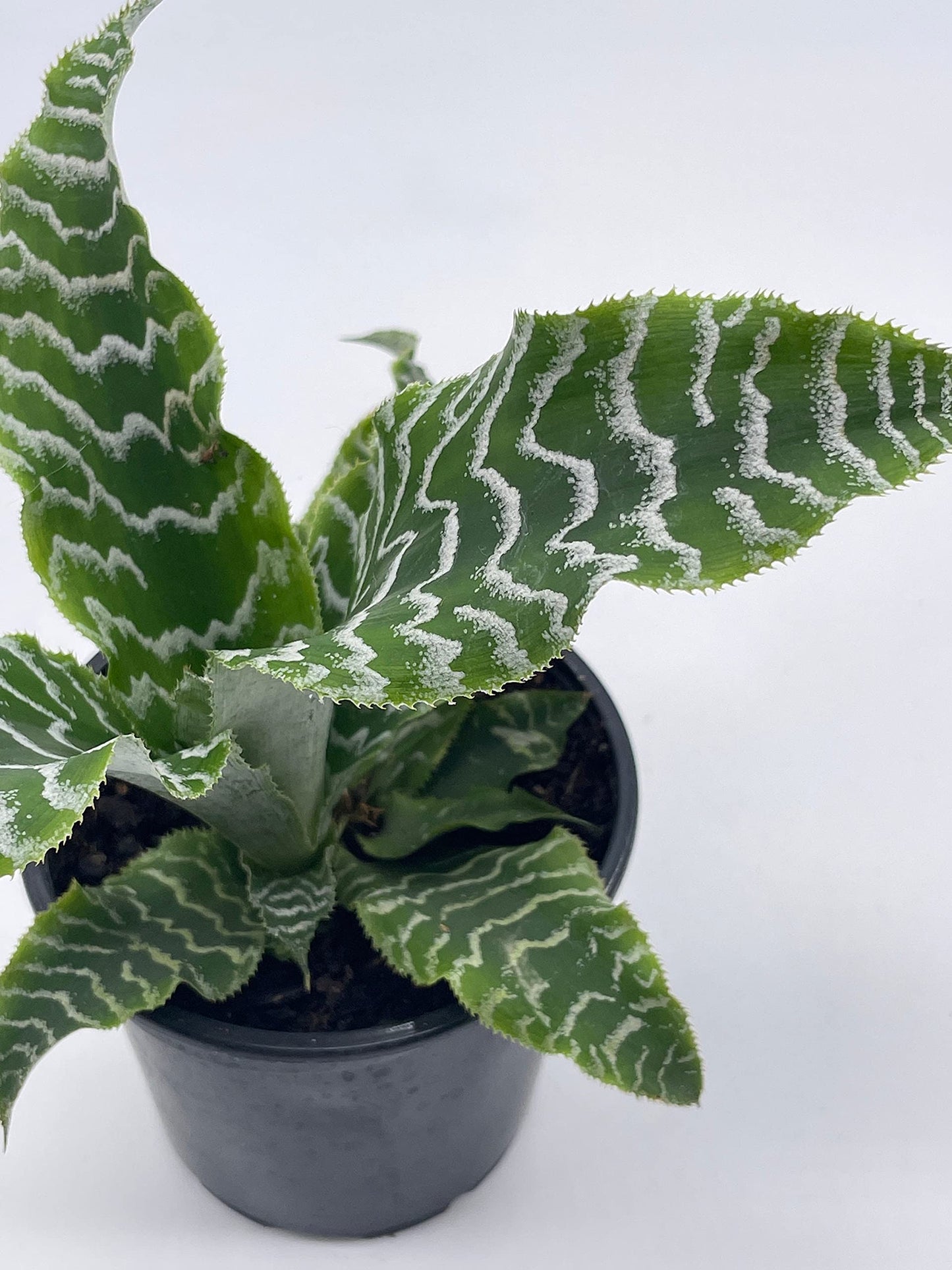 Cryptanthus Fosterianus, 4 inch, Zebra Earth Star