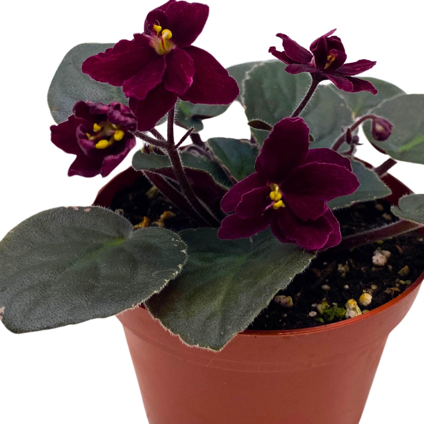 Harmony Foliage Ma's Steward Tomato African Violet Saintpaulia 4 inch