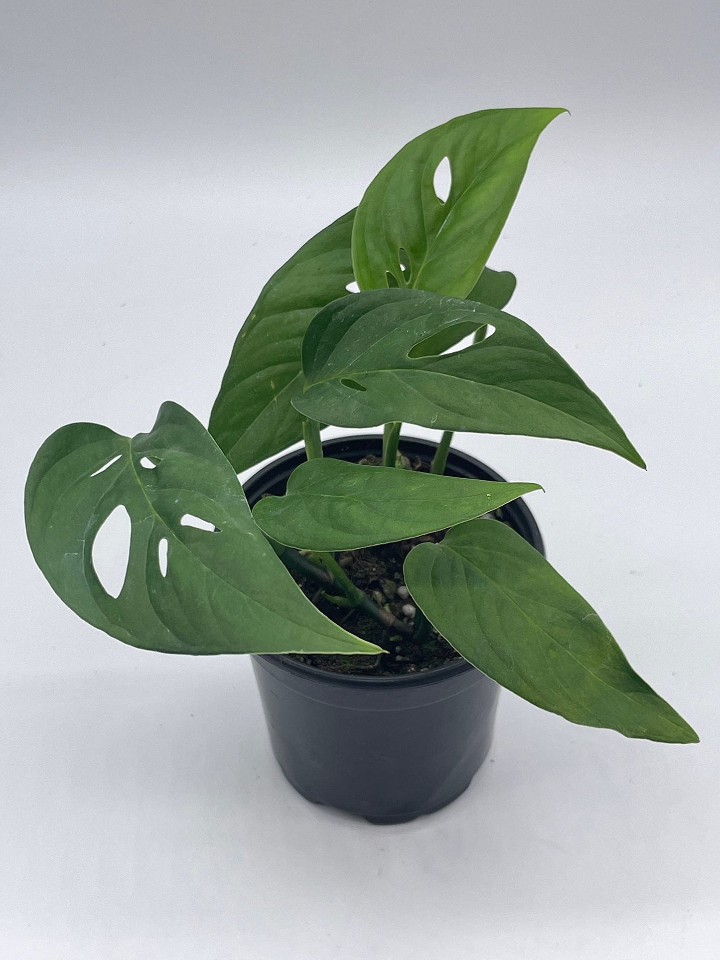 Monstera Adansonii Narrow, 4 inch, Swiss Cheese, Narrow-Leaved