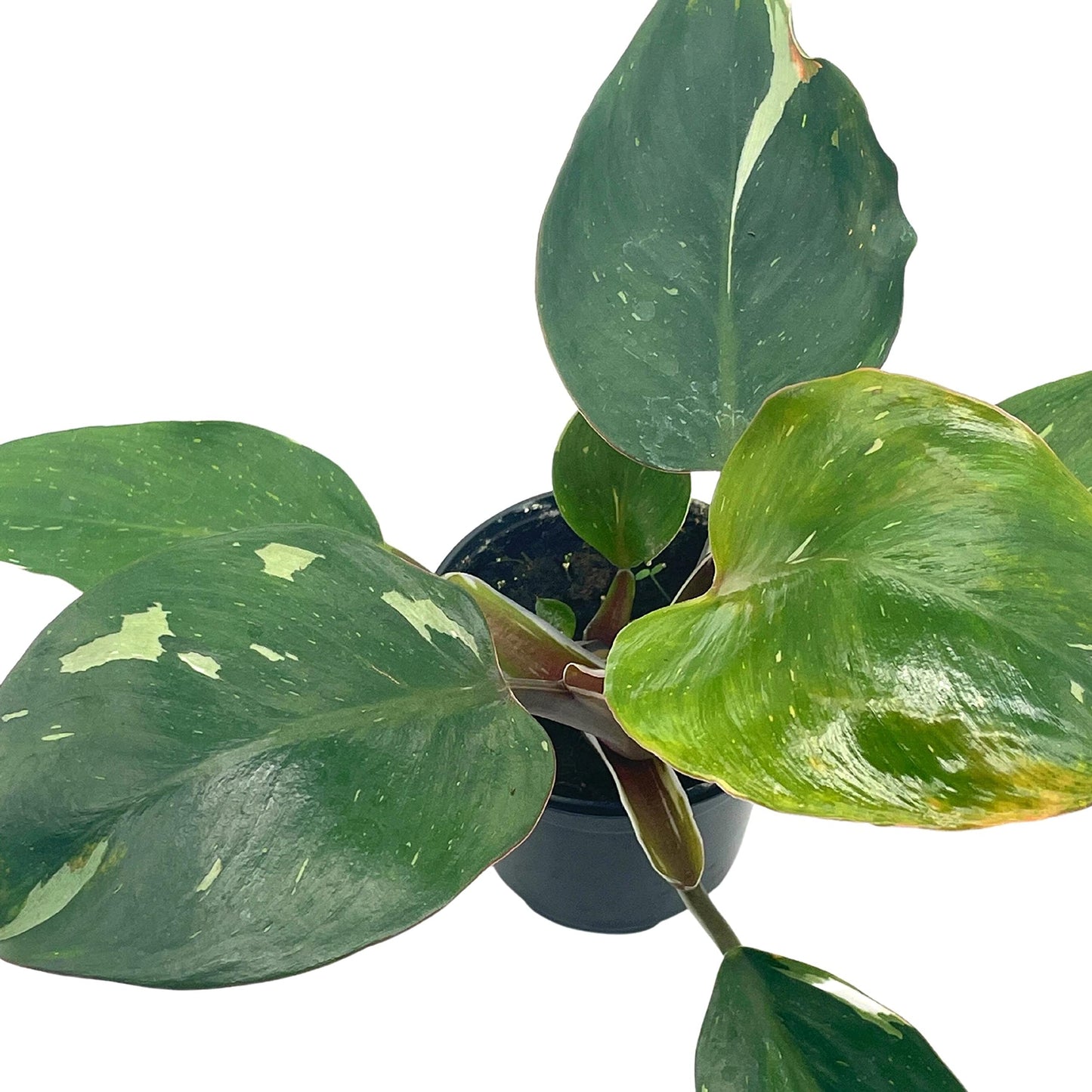 Philo White Knight, 4 inch, Rare Variegated Philodendron erubescens