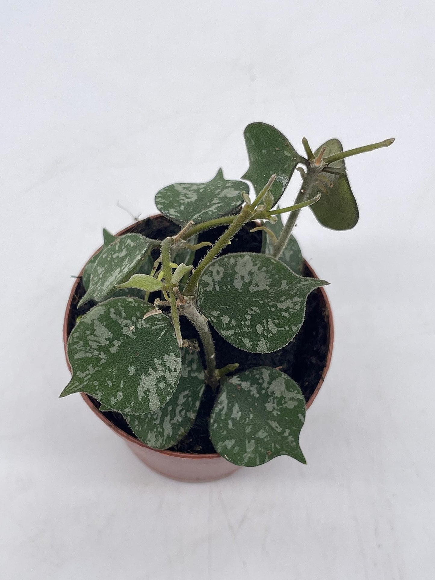 Hoya Curtisii in a 2 inch Pot Porcelain Flower, Hoya Aloha