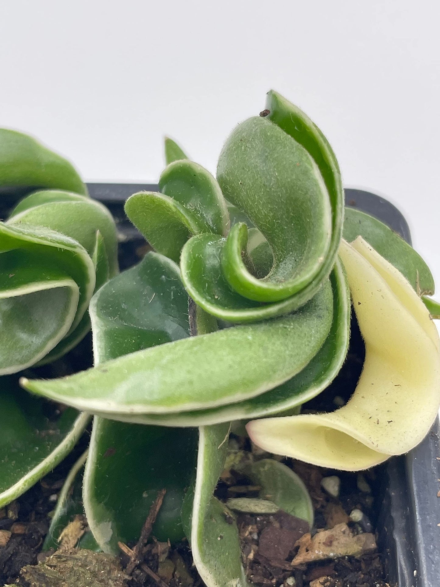 Variegated Hindu Rope, Rare Hoya, Carnosa Compacta Regalis, Crispa Variegata, 2 inch Pot