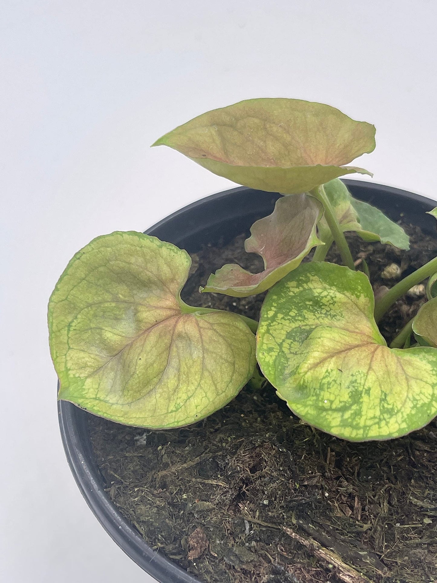 Syngonium Podophyllum, Mango Allusion, 4 inch, Arrowhead Vine