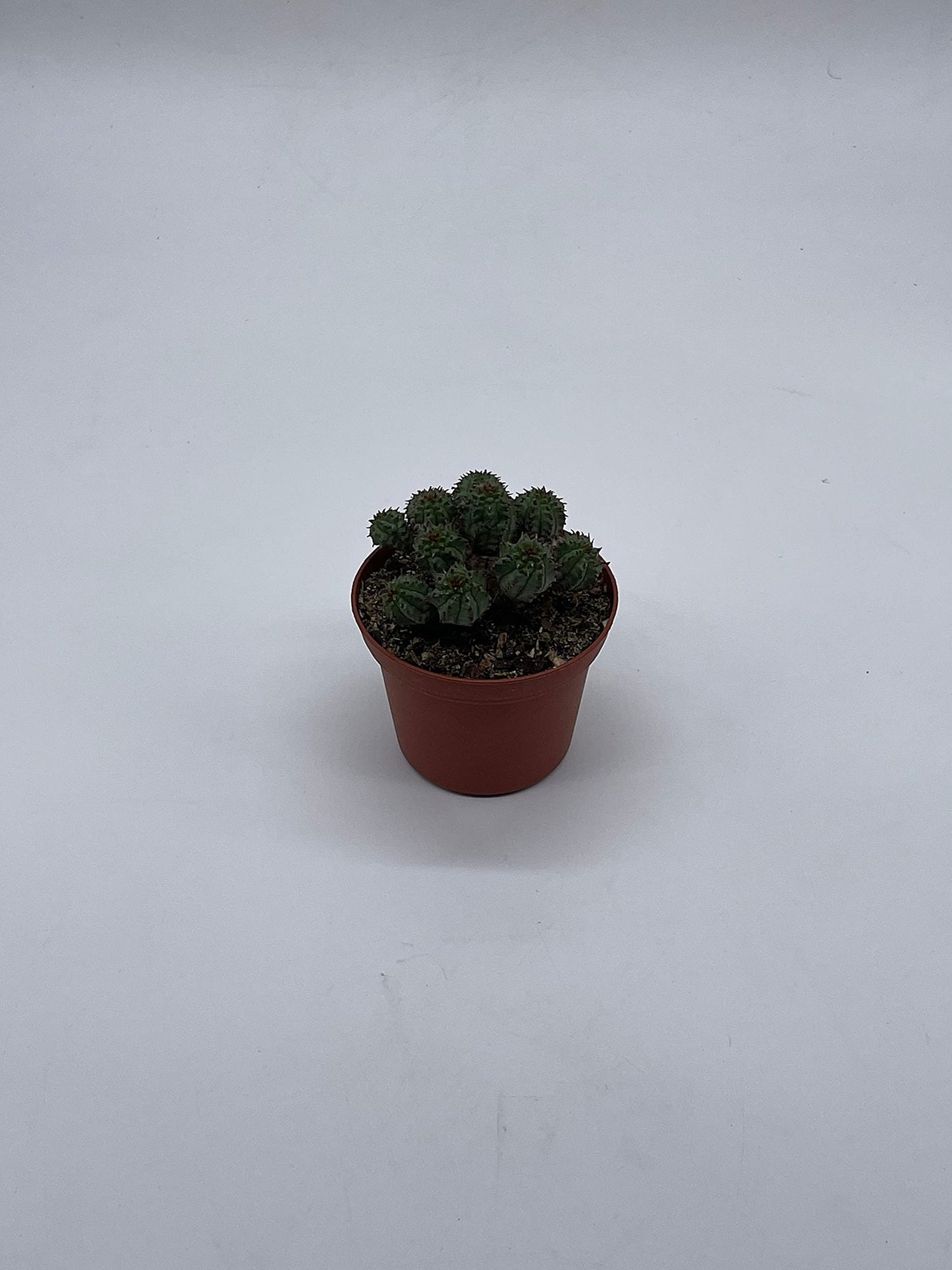 Euphorbia Horrida, 3 inch, African Milk Barrel