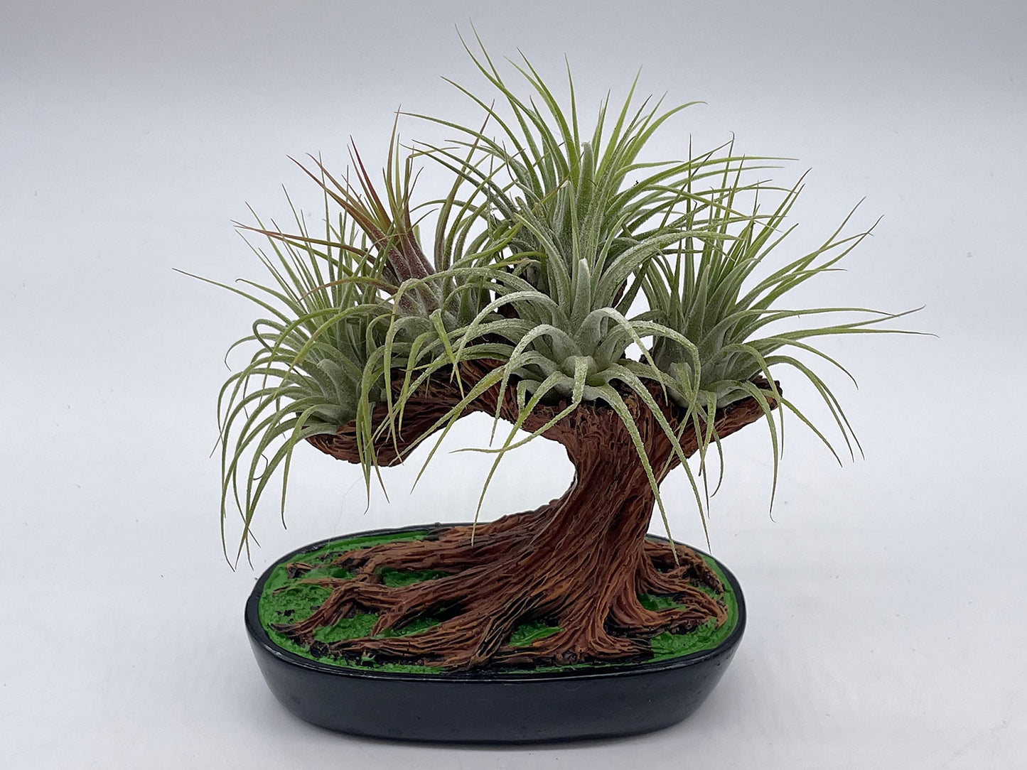 air plant bonsai BubbleBlooms Resin Bonsai Air Plant Tree, Glued with Live Air Plants, Home and Office Gift