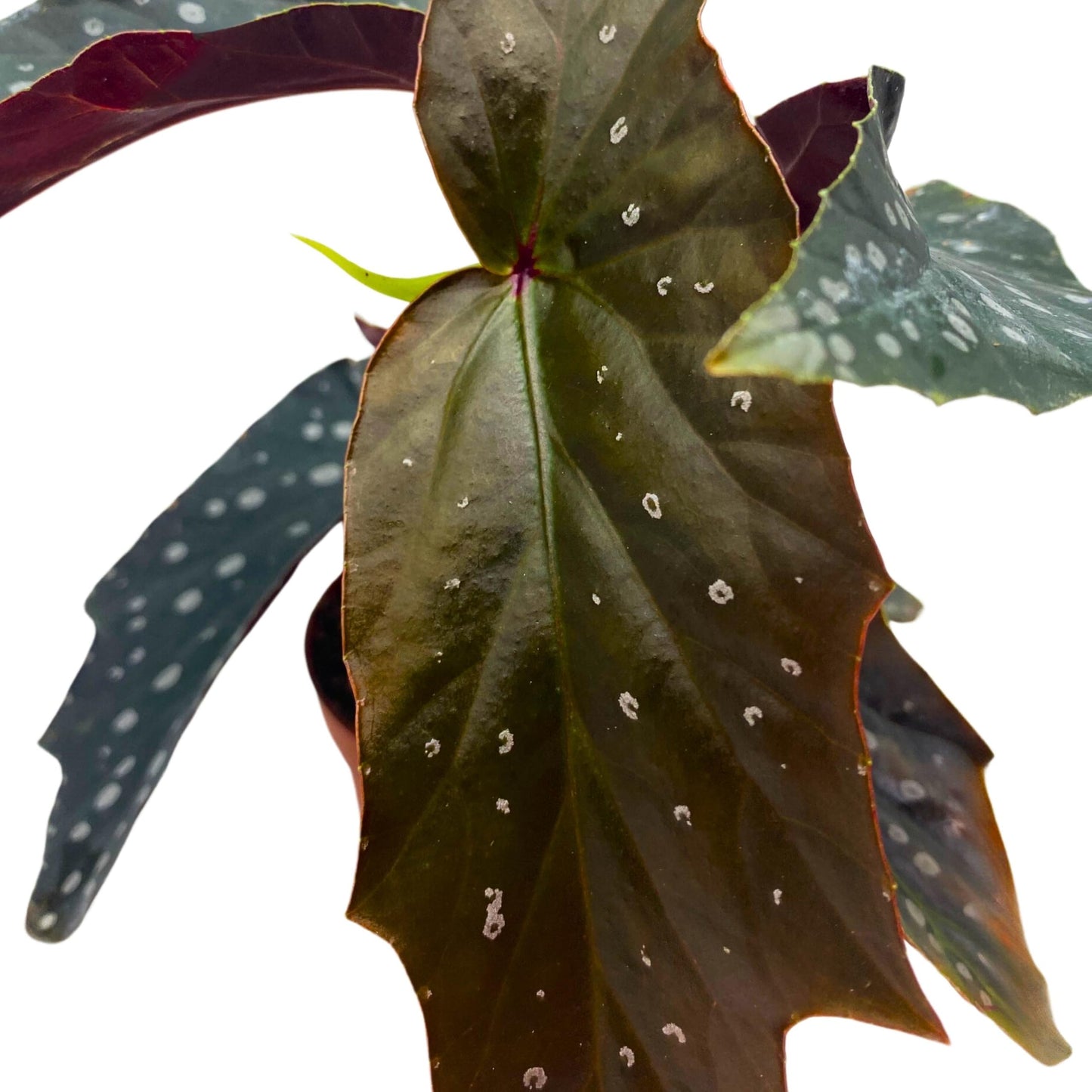 Harmony Foliage Harmony's Ninja Angel Wing Begonia 4 inch