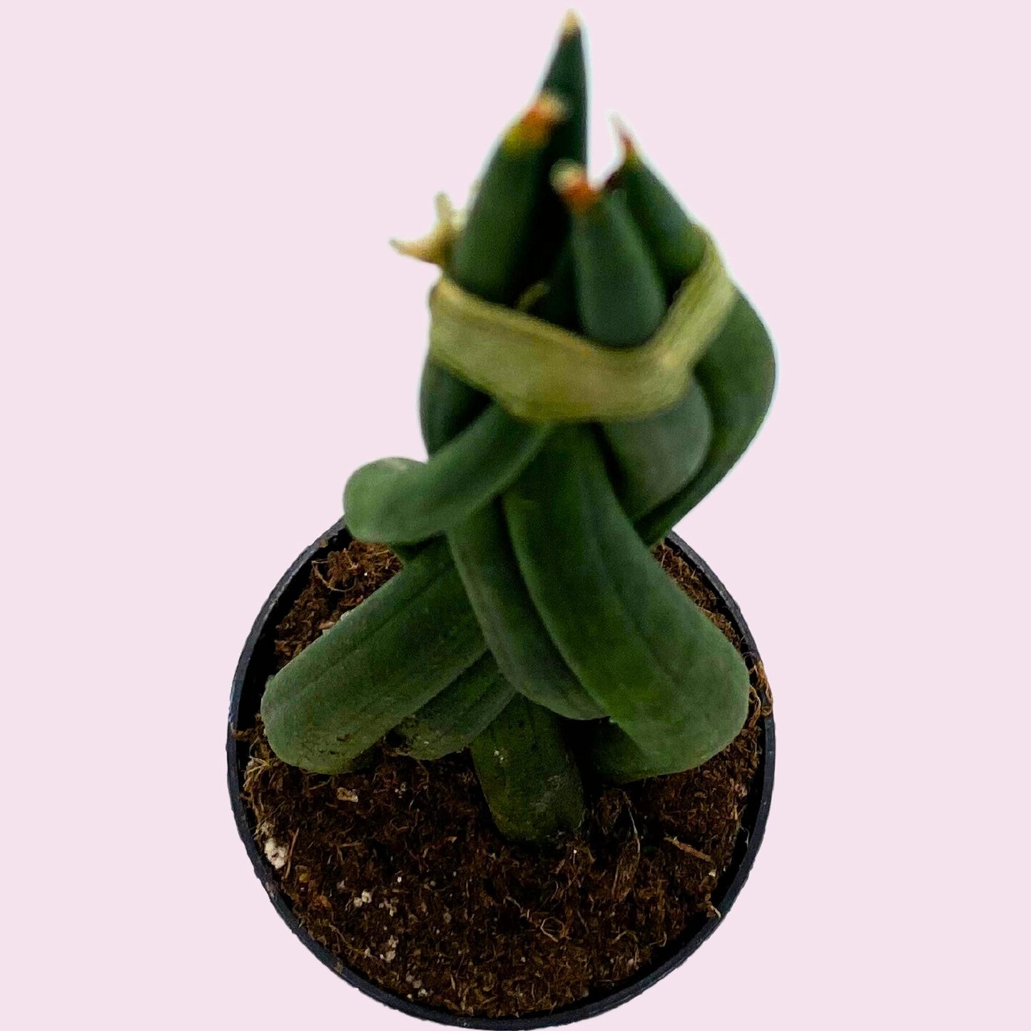 BubbleBlooms Braided African Spear in a 2 inch Pot Snake Plant Braid Spear Sansevieria cylindrica