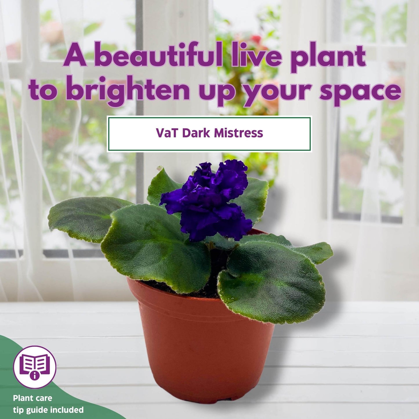 Harmony Foliage VaT Dark Mistress African Violet Saintpaulia 4 inch