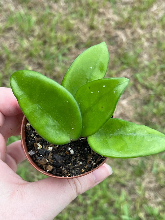 Hoya carnosa, Honeyplant, in a 2 inch Pot, Well Rooted, Perfect Starter Cactus, Low Maintenance