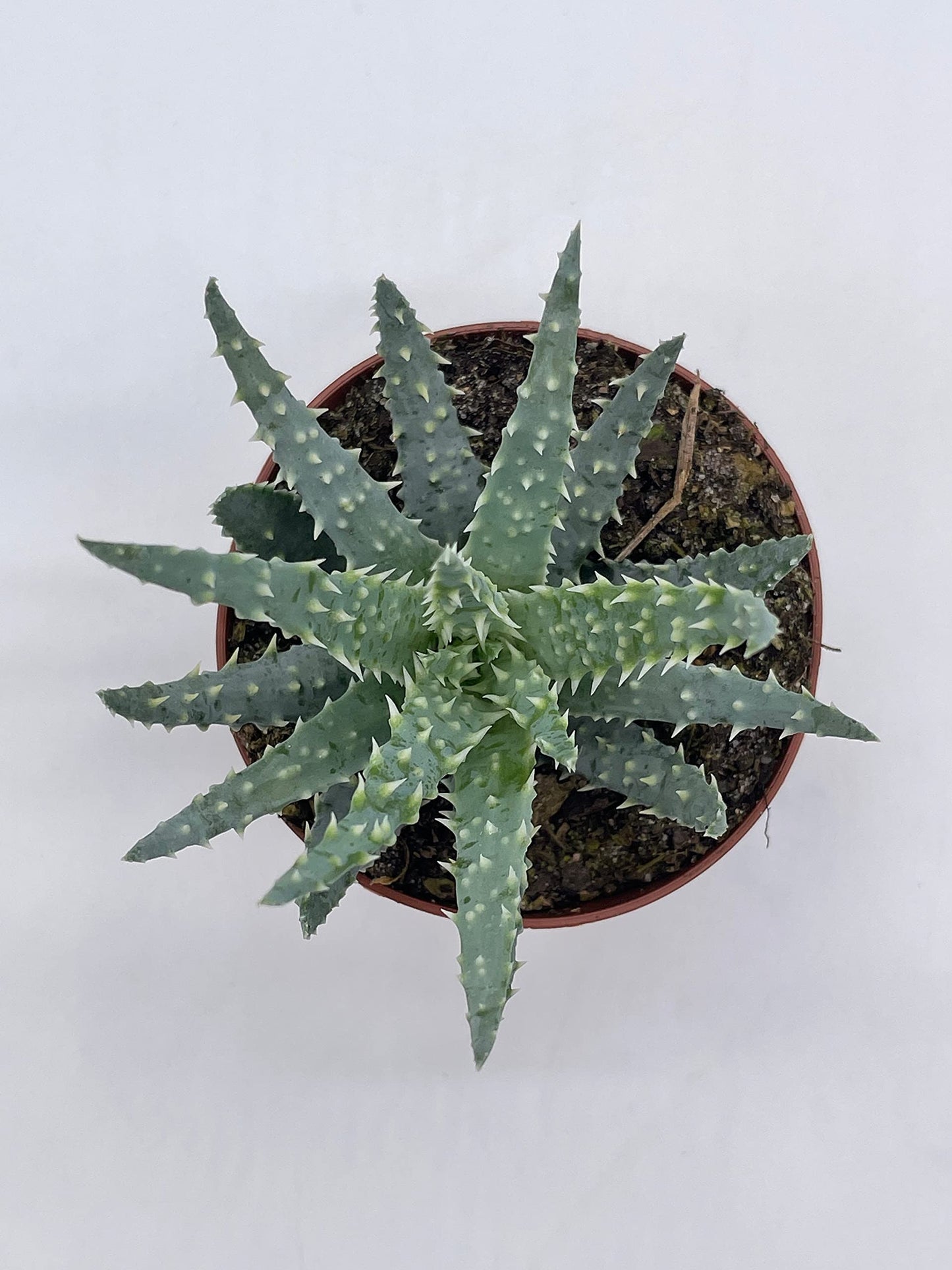 Aloe humilis, 3 inch, Spider Aloe, Dwarf Hedgehog Lace Aloe, Rare Exotic Haworthia