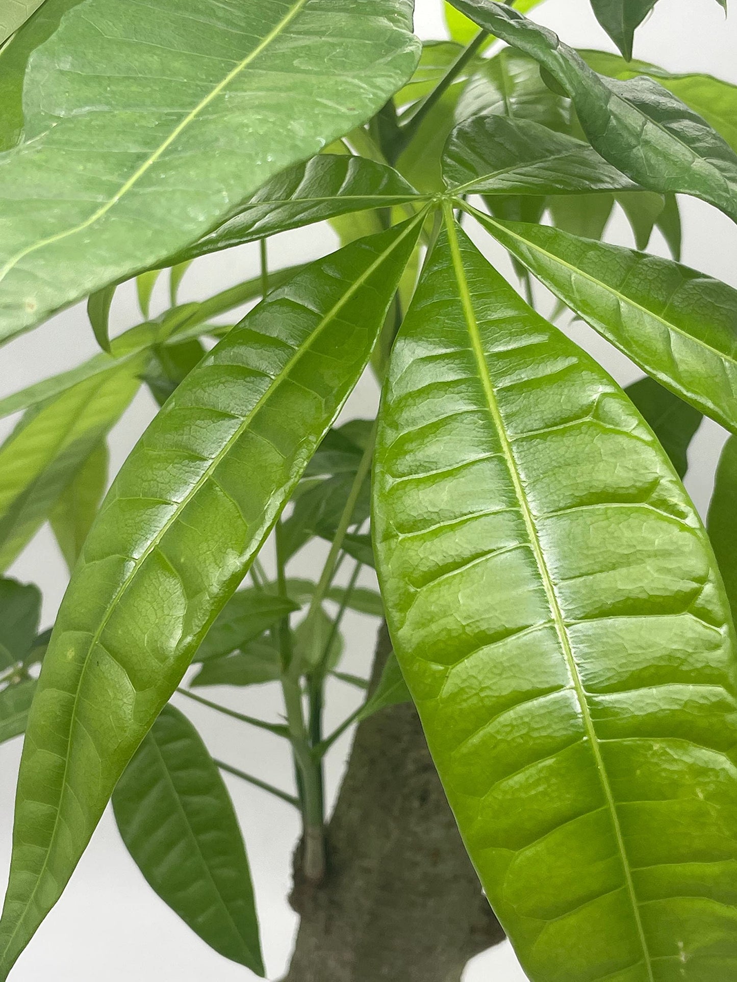 Money Tree Stump, Pachira aquatica, in 6 inch Pot