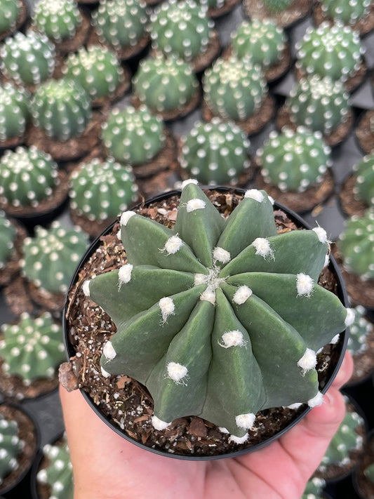 Easter Lily Cactus, Echinopsis subdenudata, Domino Cactus, Sand-Dollar Cactus, Astrophytum Asterias in a 4 inch Pot