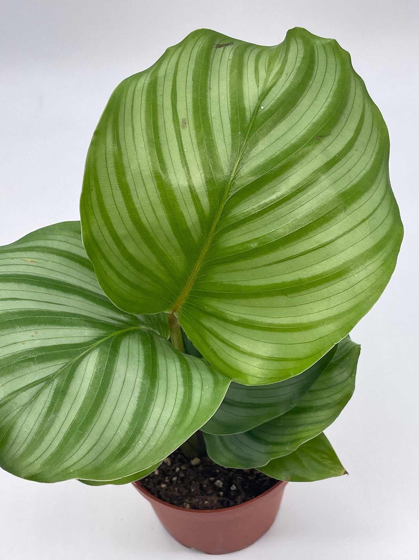 Calathea orbifolia, 4 inch, Round-Leaf calathea, Peacock Plant