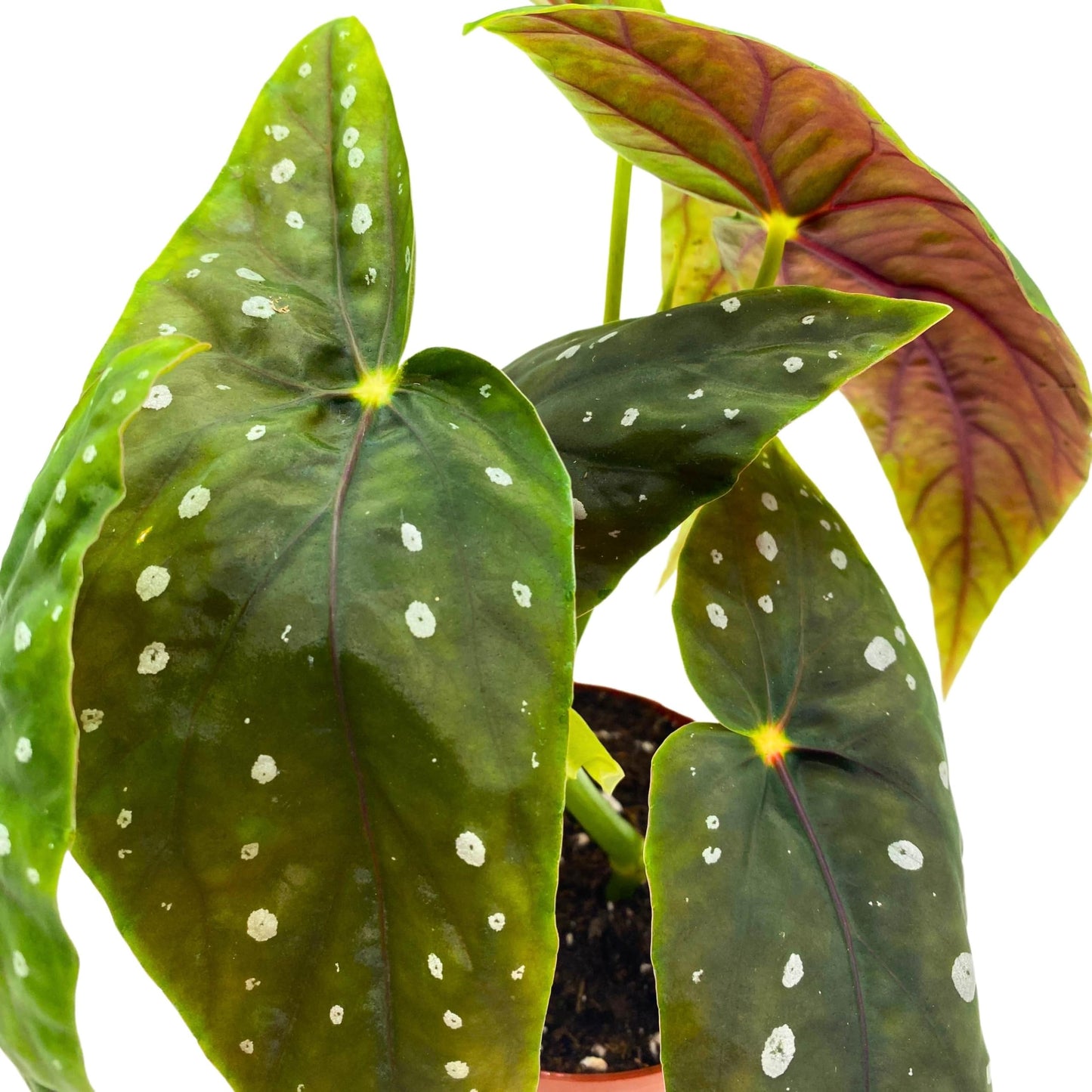 Harmony Foliage Eric Seel Angel Wing Begonia 4 inch