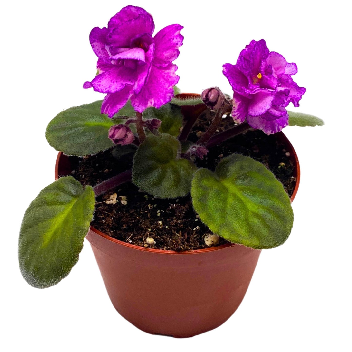 Harmony Foliage Sergeant Pepper African Violet Saintpaulia 4 inch