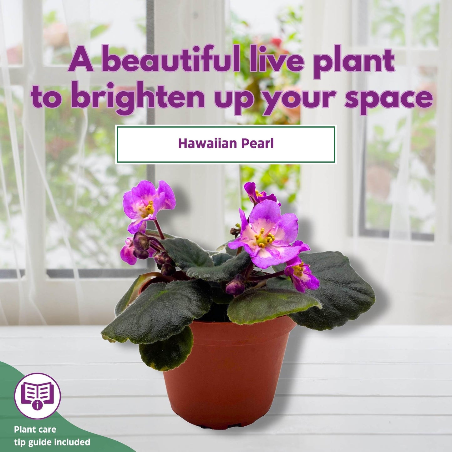 Harmony Foliage Hawaiian Pearl African Violet Saintpaulia 4 inch