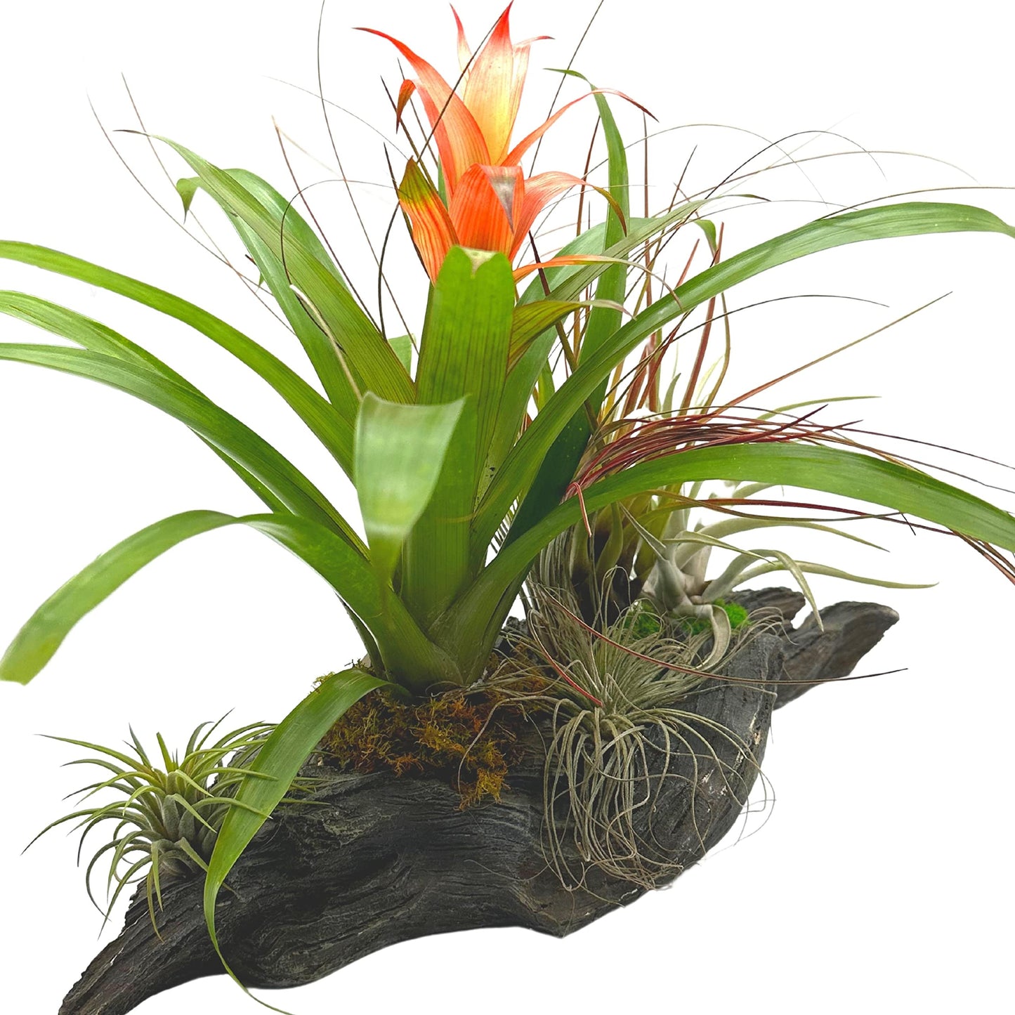 Large Bromeliad Driftwood Planter, Assorted Flowering Bromeliads in Natural Wood Pot