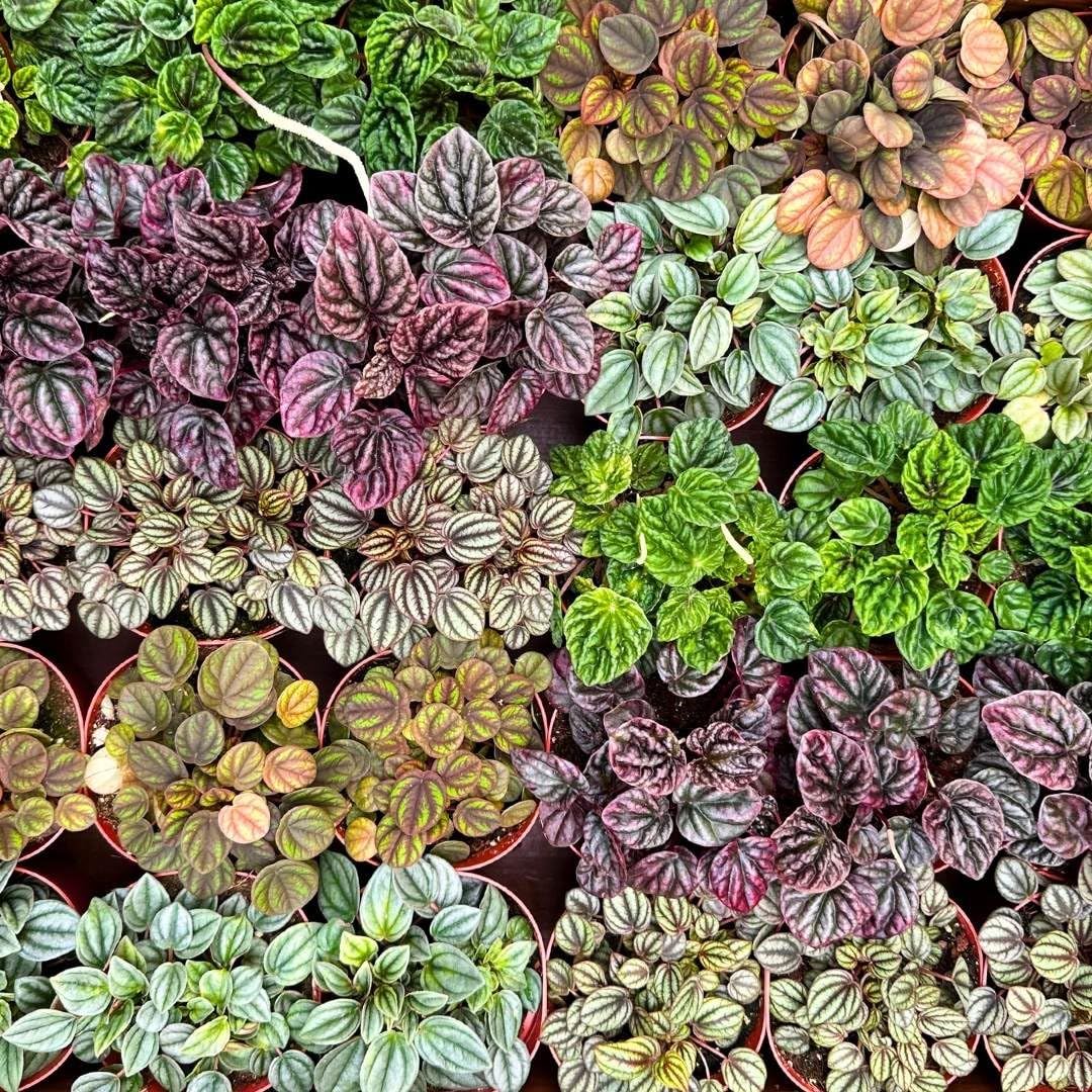 Harmony Foliage Ripple Peperomia Assortment in 4 inch pots 30-Pack Bulk Wholesale