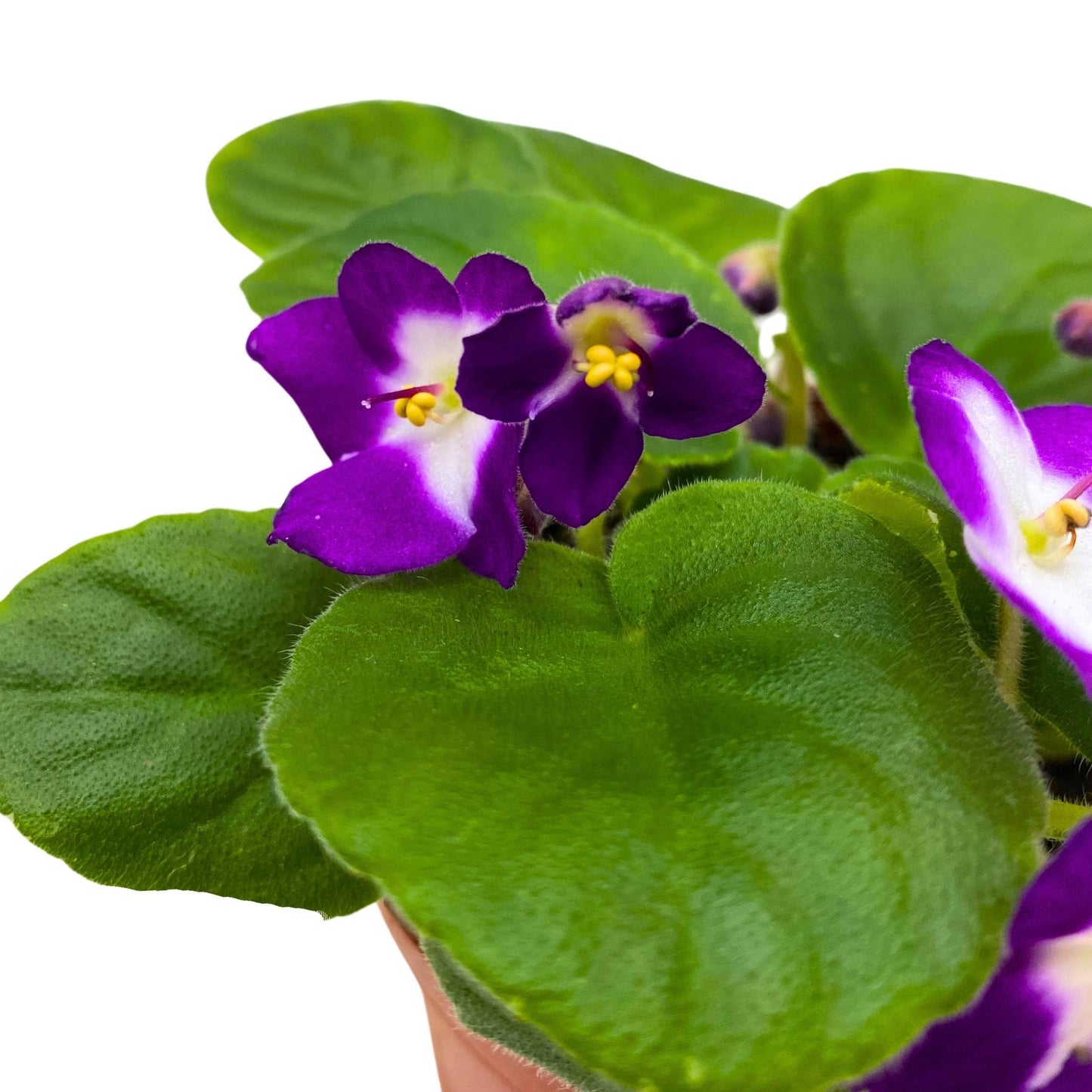 Harmony Foliage Sugar Plum Dream African Violet Saintpaulia 4 inch