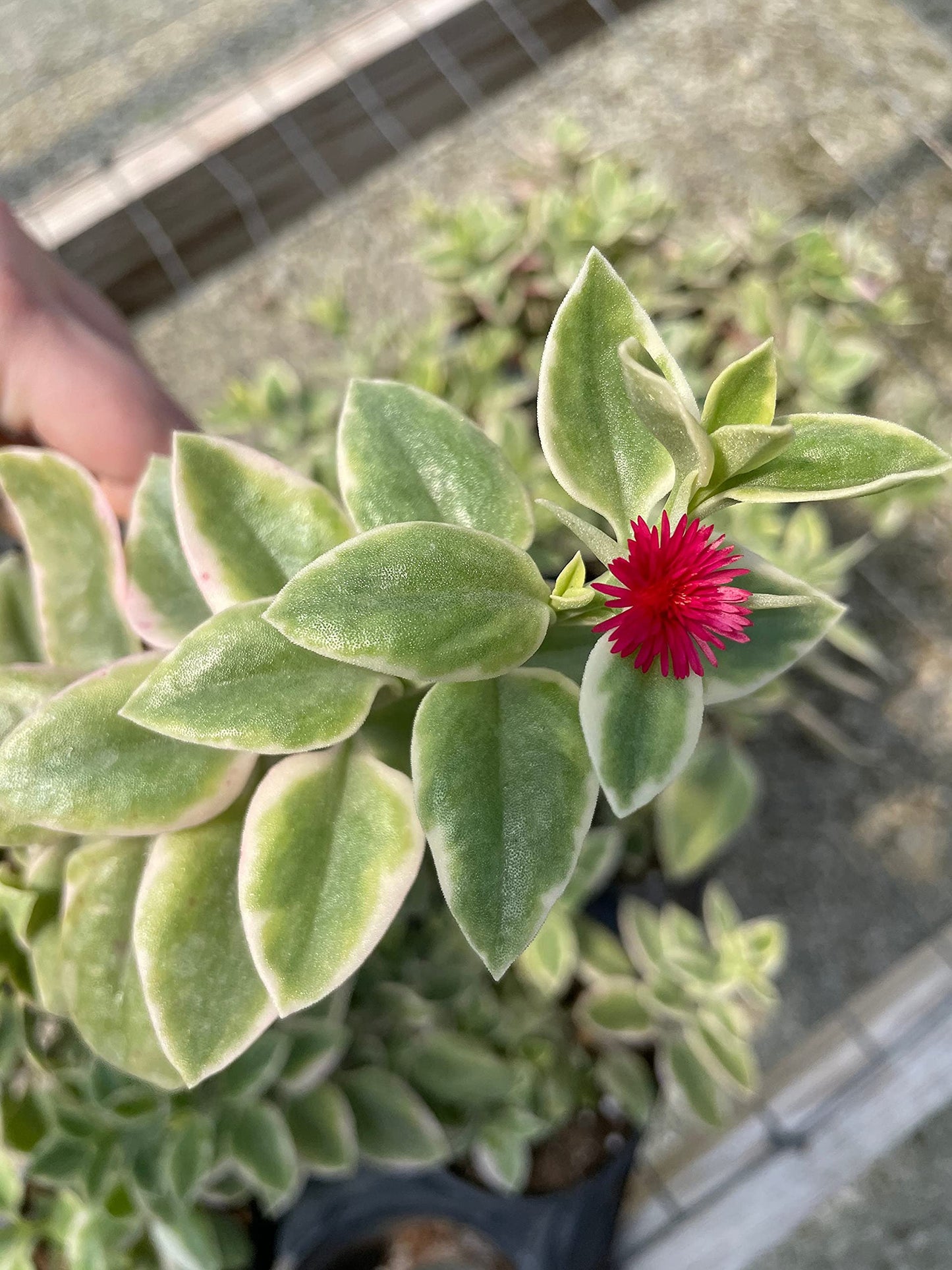 Variegated Baby Sun Rose, Variegated Red Aptenia, Heartleaf Ice Plant, Dew Plant, Trailing red, Mesembryanthemum cordifolium 'Variegata'