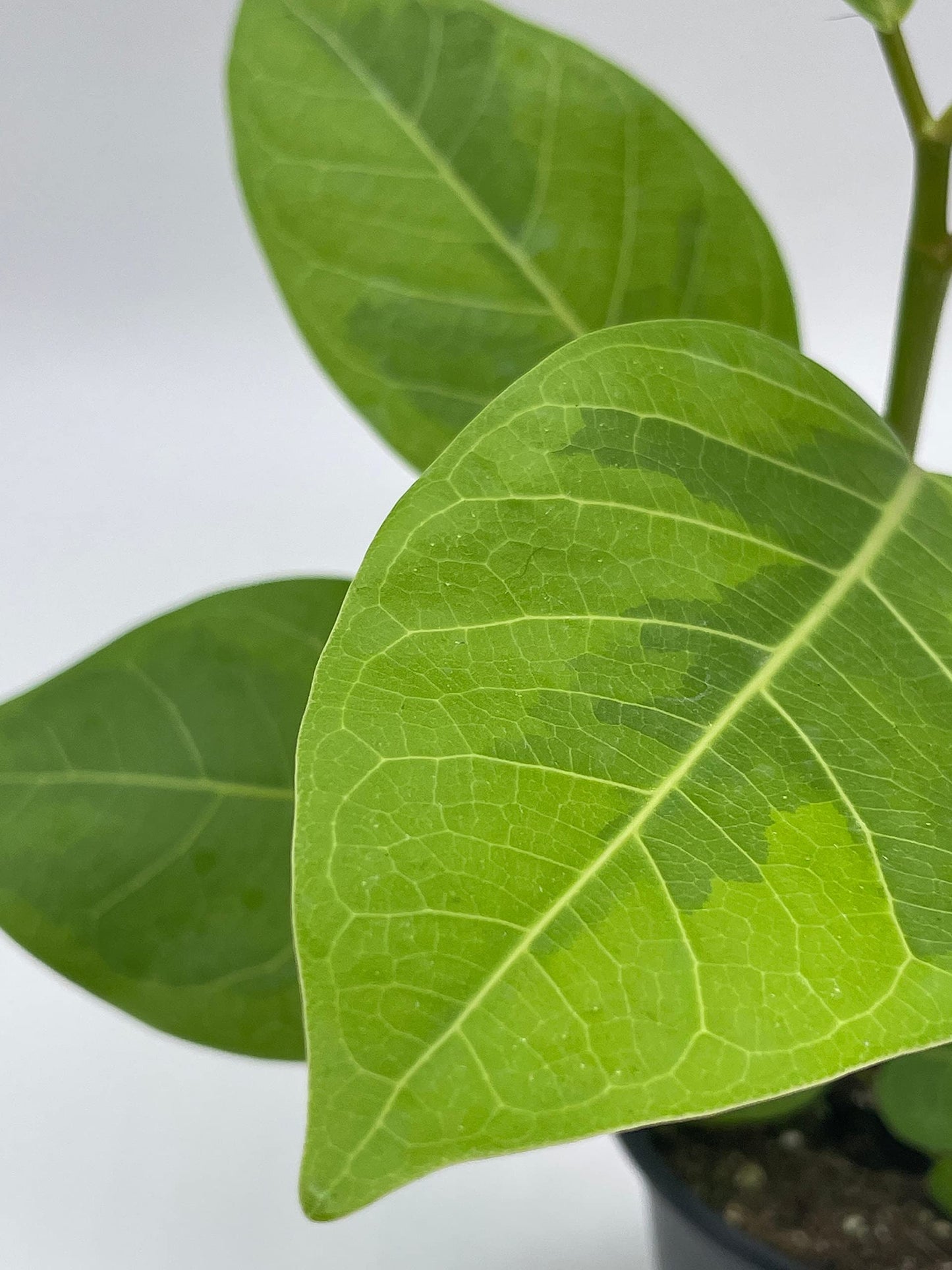 Ficus Altissima, 4 inch, Yellow Gem, Variegated Counciltree, Lofty Fig, Indian Banyan,