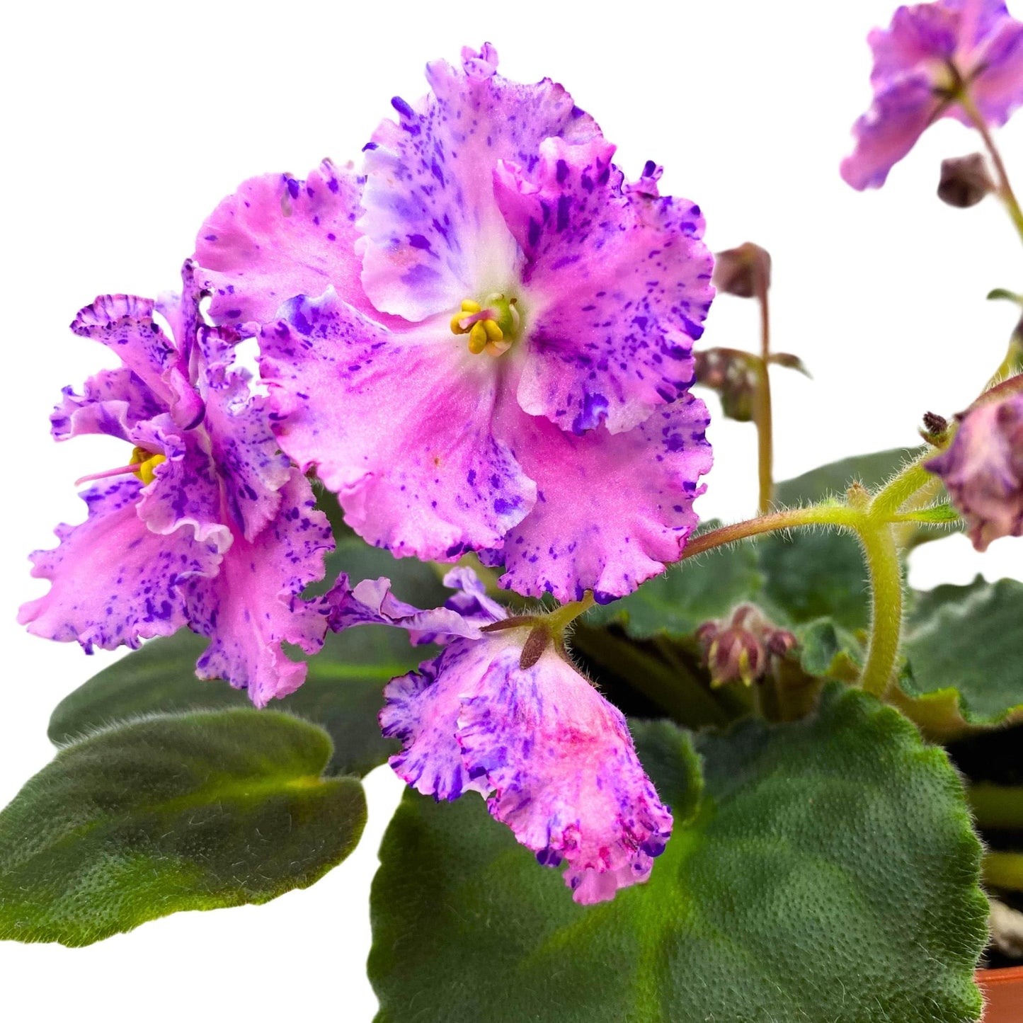 Harmony Foliage Amour Elite African Violet Saintpaulia 4 inch