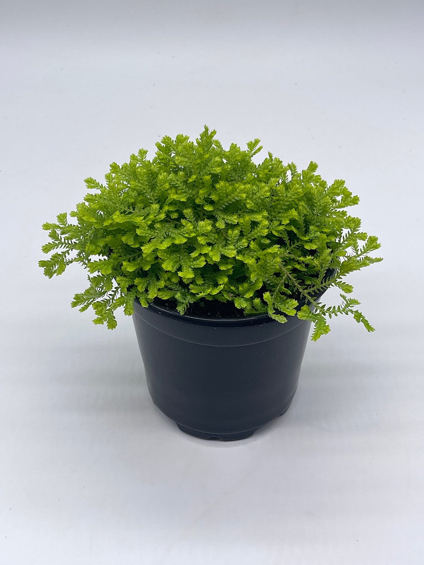 Garden Selaginella, 4 inch, Gold Club Moss, Golden kraussiana