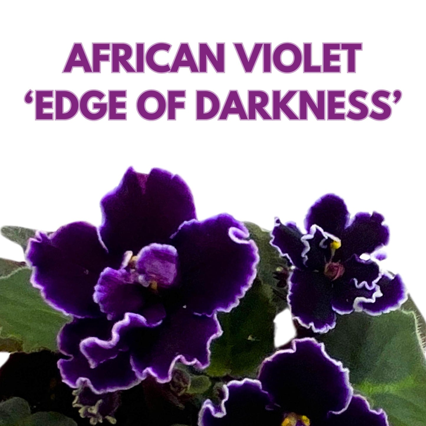 Harmony Foliage Edge of Darkness African Violet Saintpaulia 4 inch