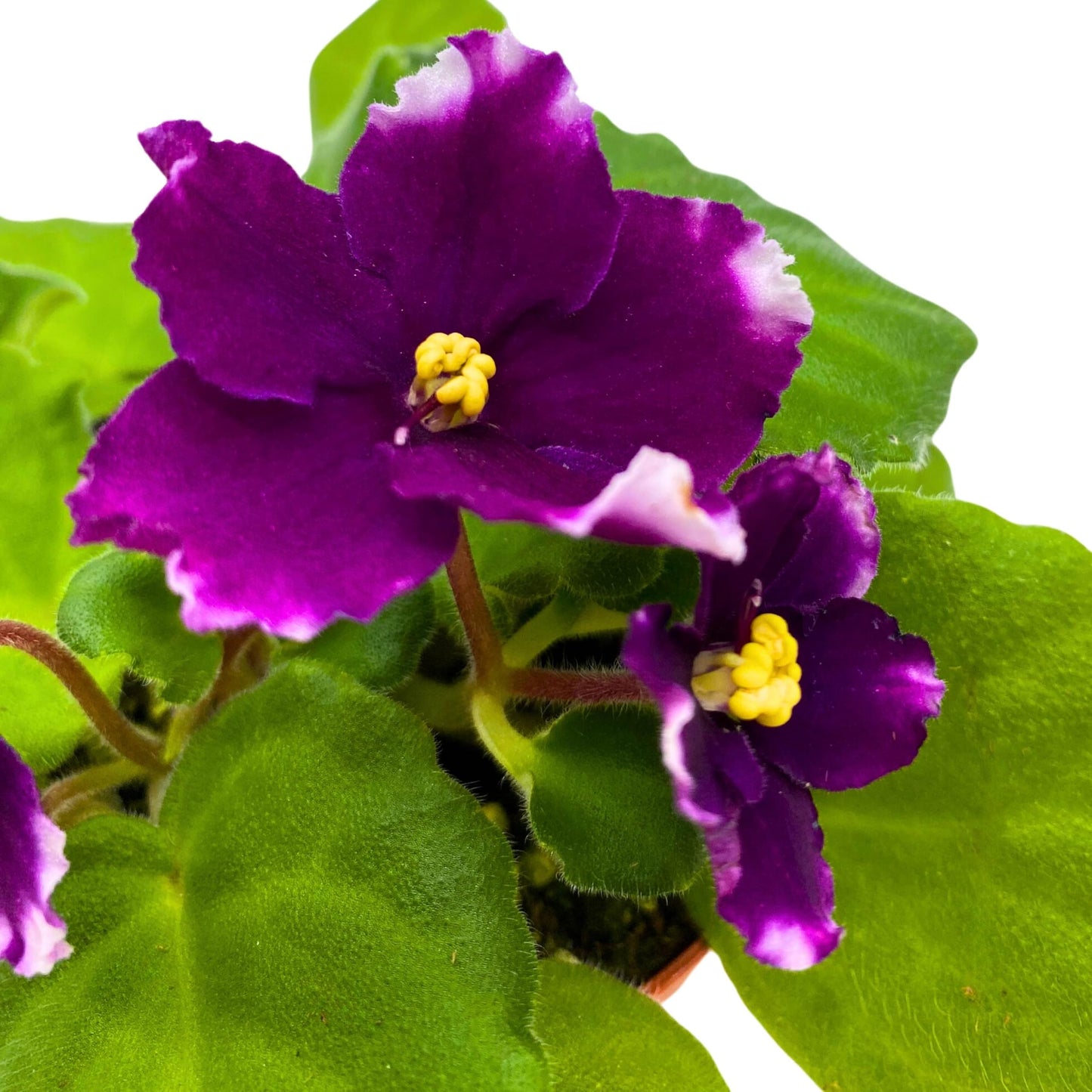 Harmony Foliage KZ Butterfly Effect African Violet 4 inch