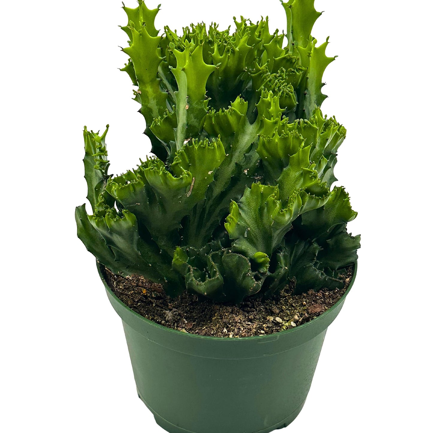 Green Crested African Milk Tree, 6 inch Pot, Twisted Euphorbia Trigona, Rare Mutation All Green