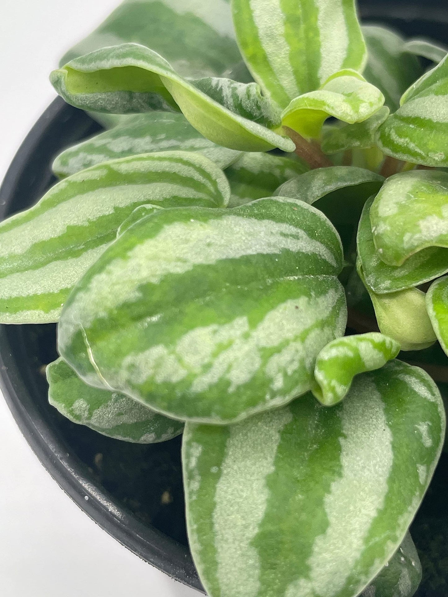 Peperomia Mini Watermelon, 4 inch verschaffeltii