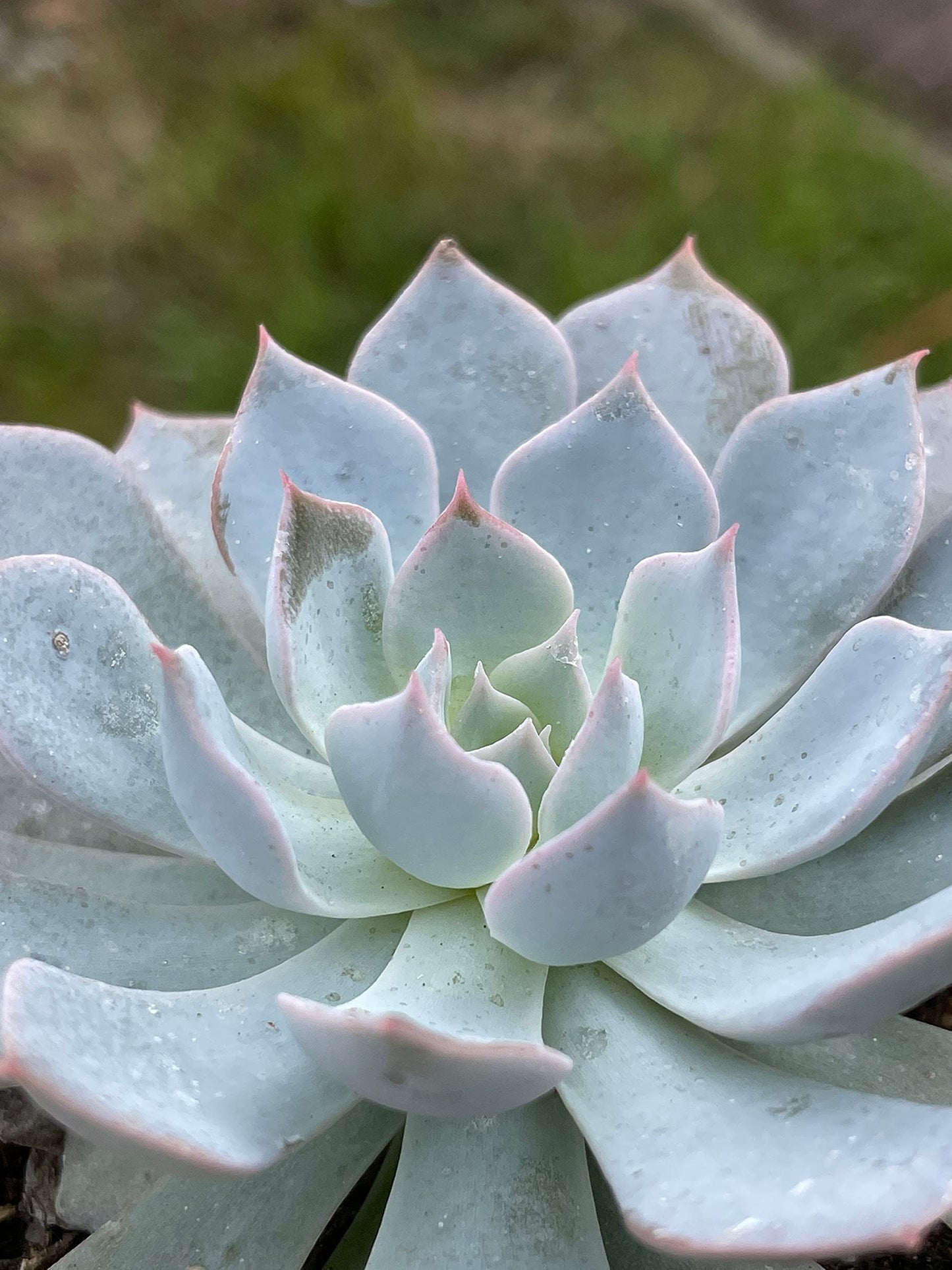 Echeveria peacockii, desmetiana, White Cloud in 3 inch Pot