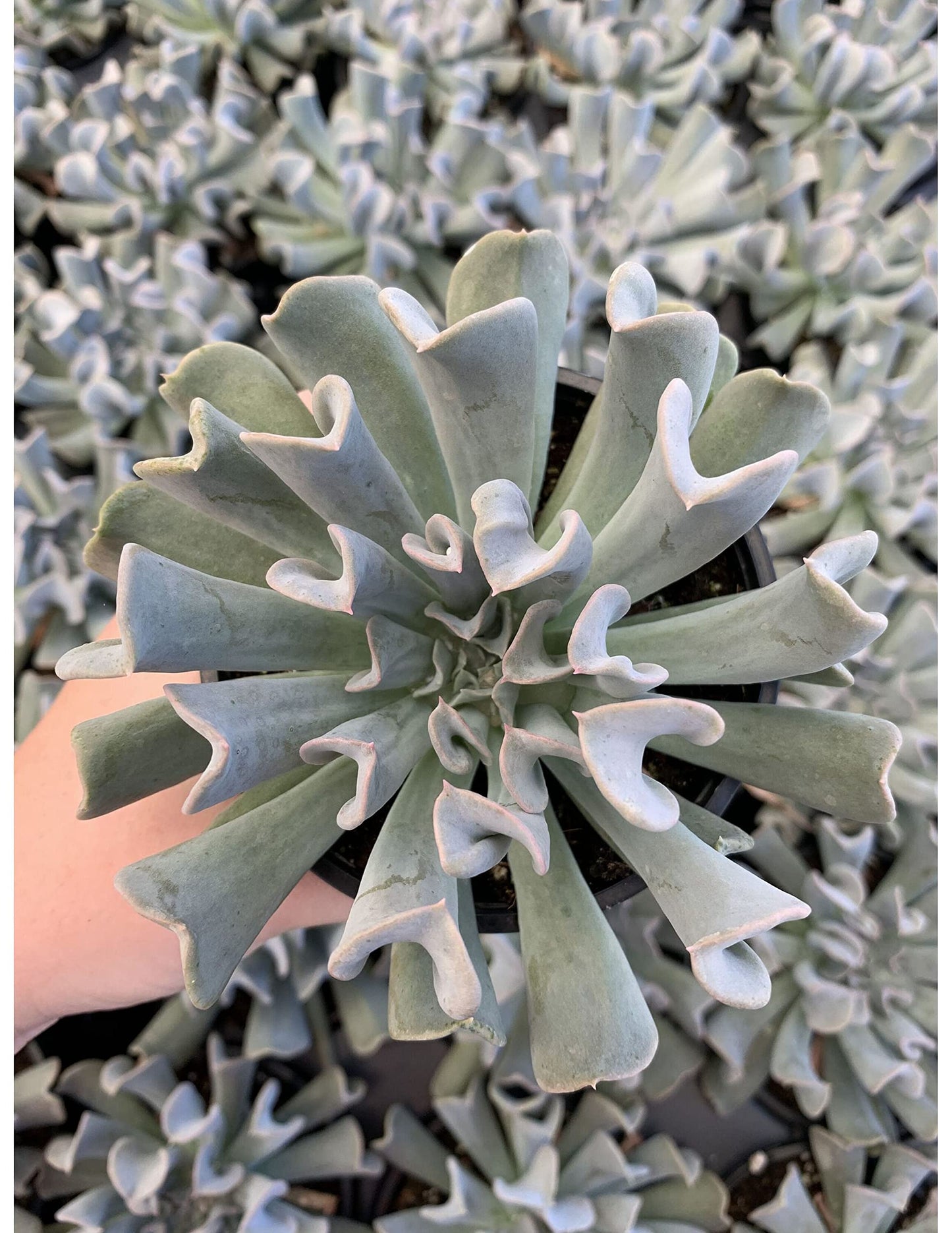 Topsy Turvy Succulent, Echeveria runyonii Mexican 'Hens and Chicks', Silver Spoons Echeveria, Upside-Down Echeveria Live Rare