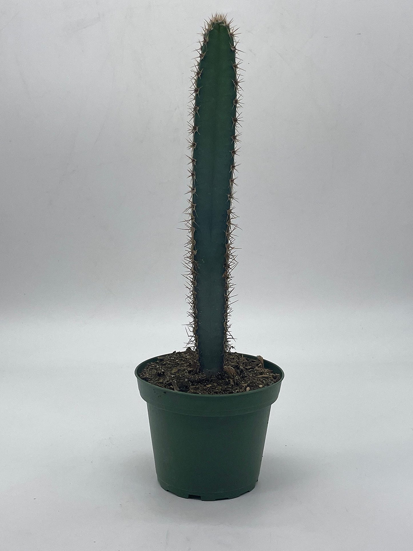 BubbleBlooms Giant Square Blue Columnar Cactus, Squared Column Cacti in a 4 inch Pot Pilosocereus pachycladus