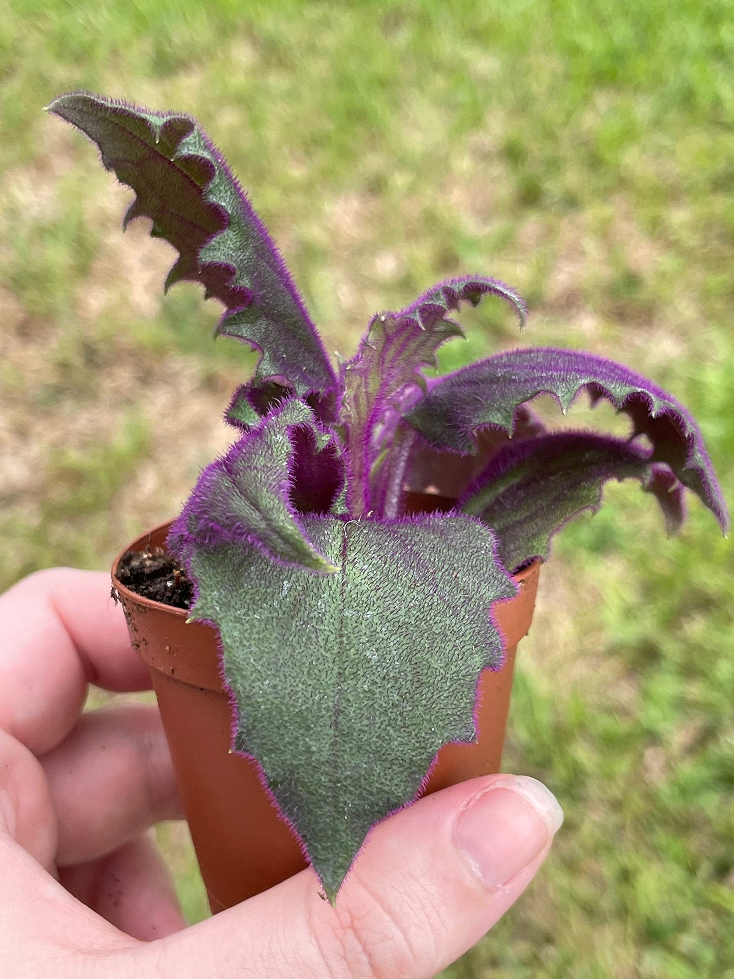 Velvetplant, Gynura aurantiaca, Purple Velvet Plant, Limited, in a 2 inch Pot Super Cute