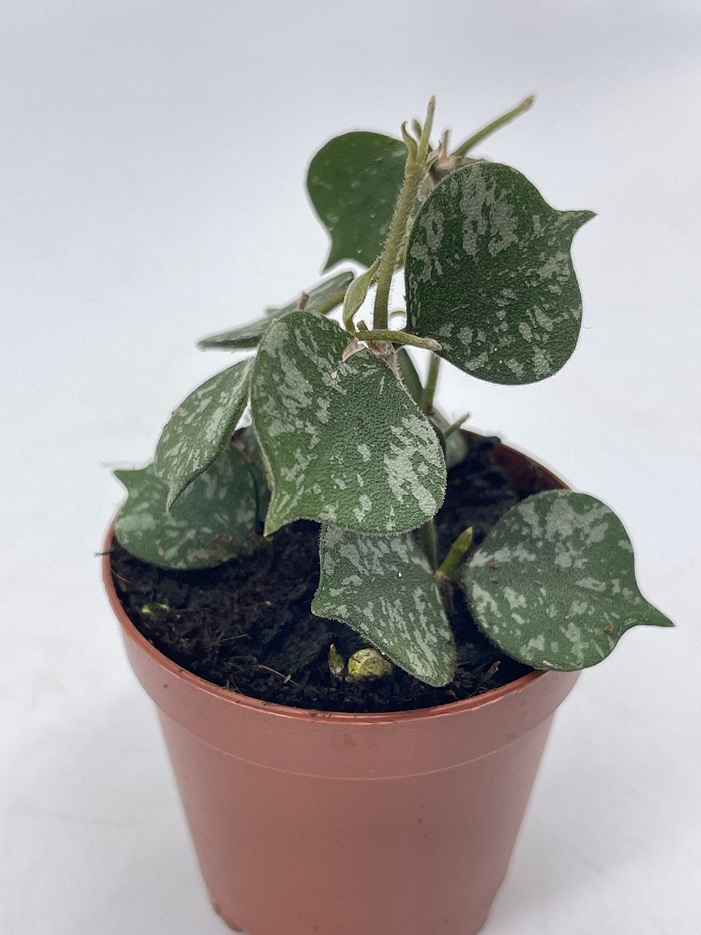 Hoya Curtisii in a 2 inch Pot Porcelain Flower, Hoya Aloha