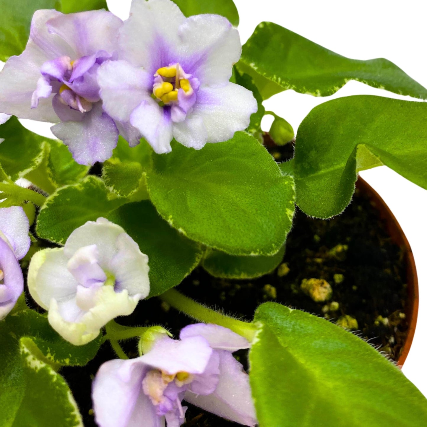 Harmony Foliage Senk's Snowy Egred Variegated African Violet Saintpaulia 4 inch