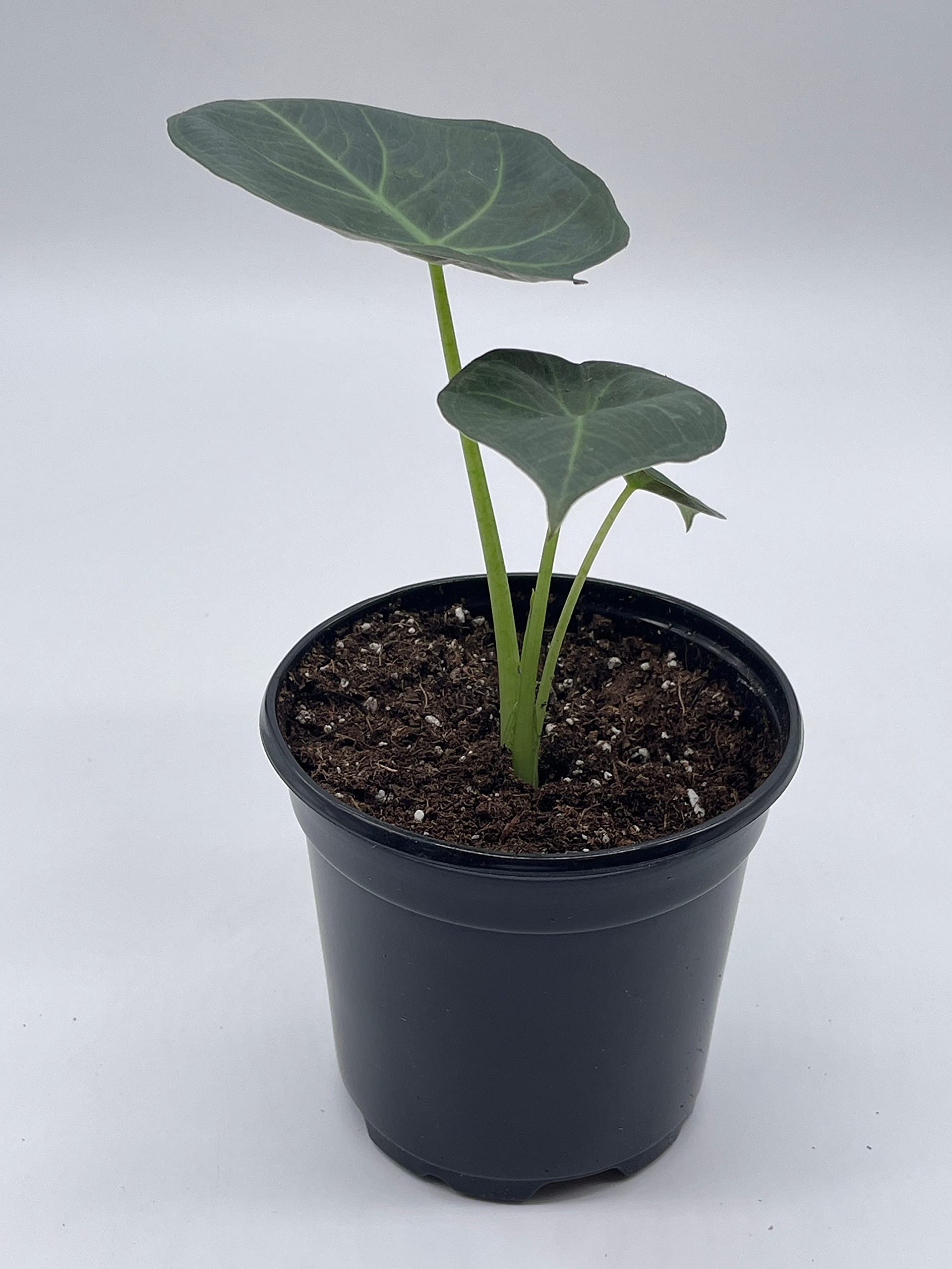 Alocasia Regal Shield, 4 inch, Very Rare Elephant's Ear – Florida House  Plants