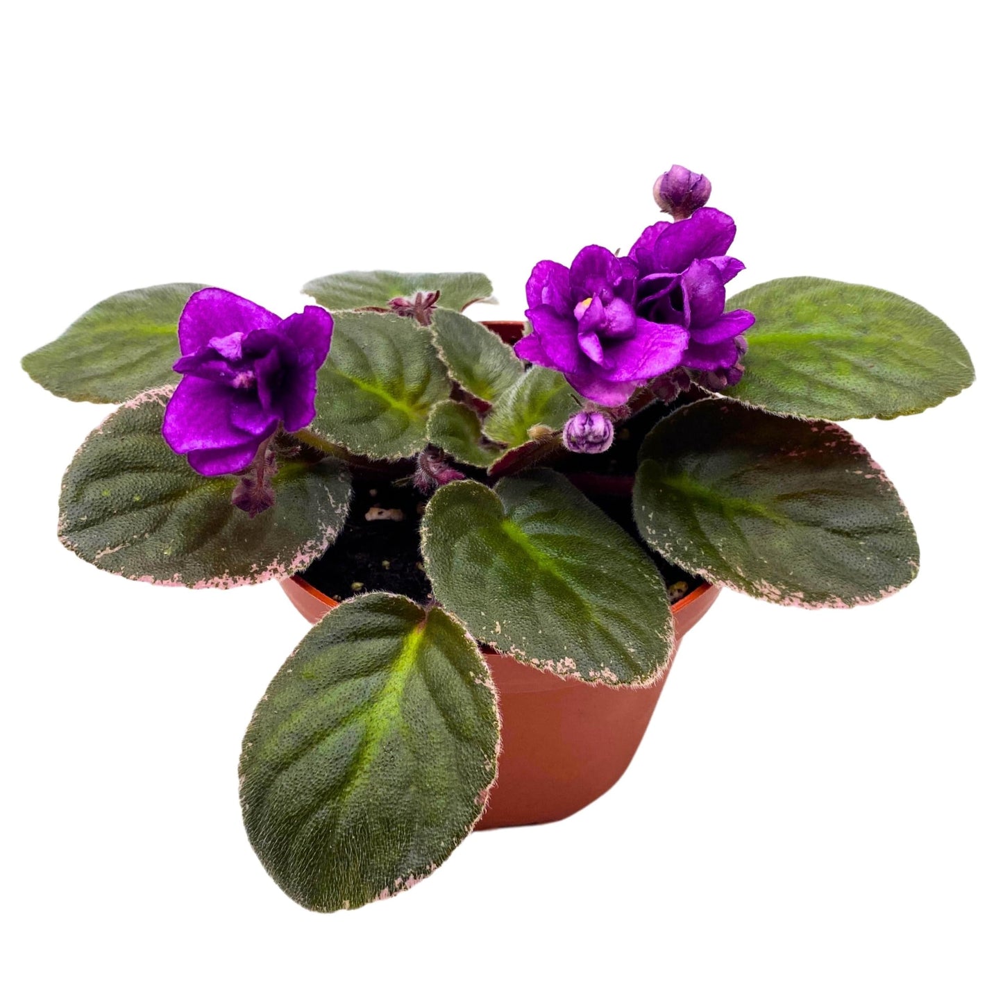 Harmony Foliage Nancy Reagan Variegated African Violet Saintpaulia 4 inch