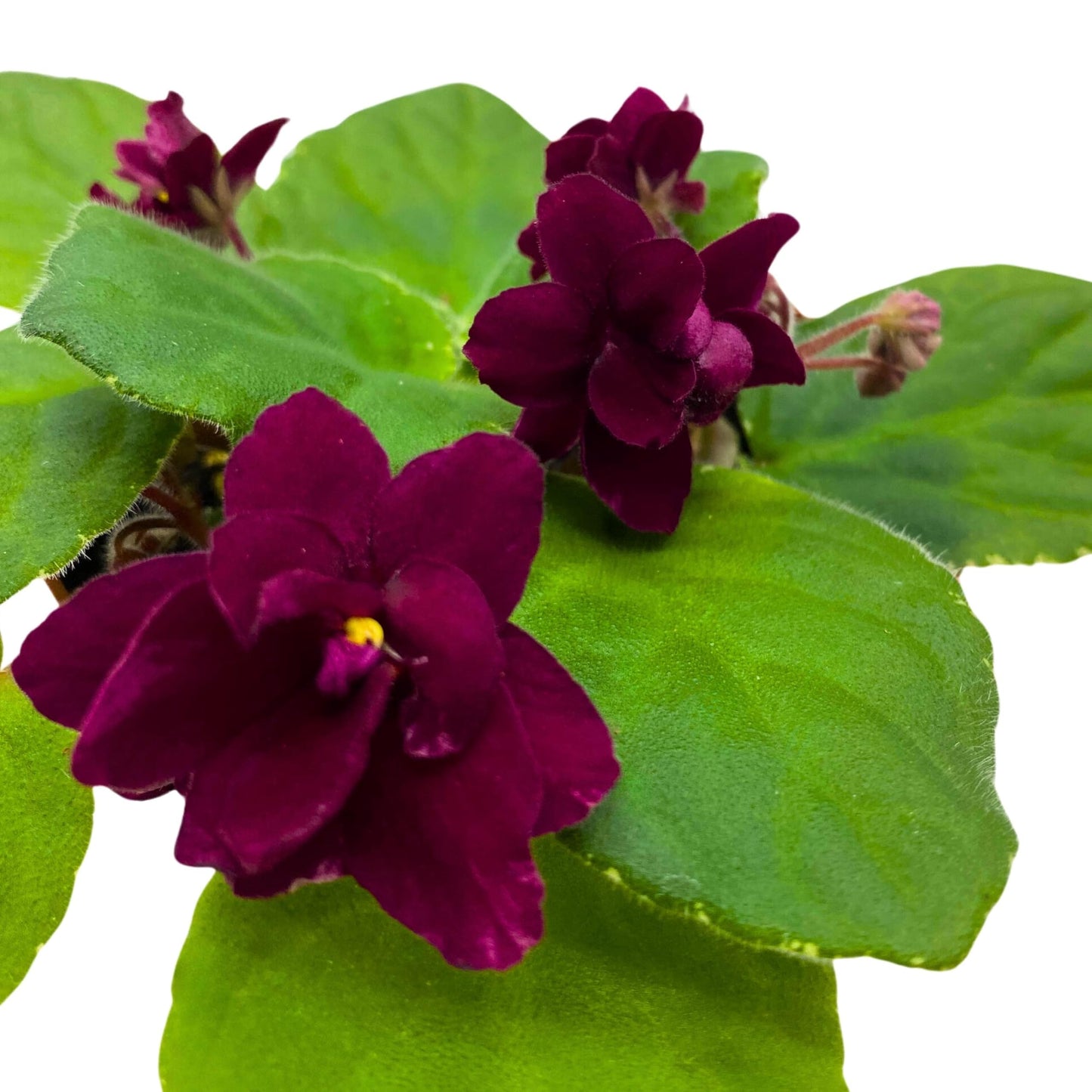 Harmony Foliage Pow Wow Variegated African Violet 4 inch