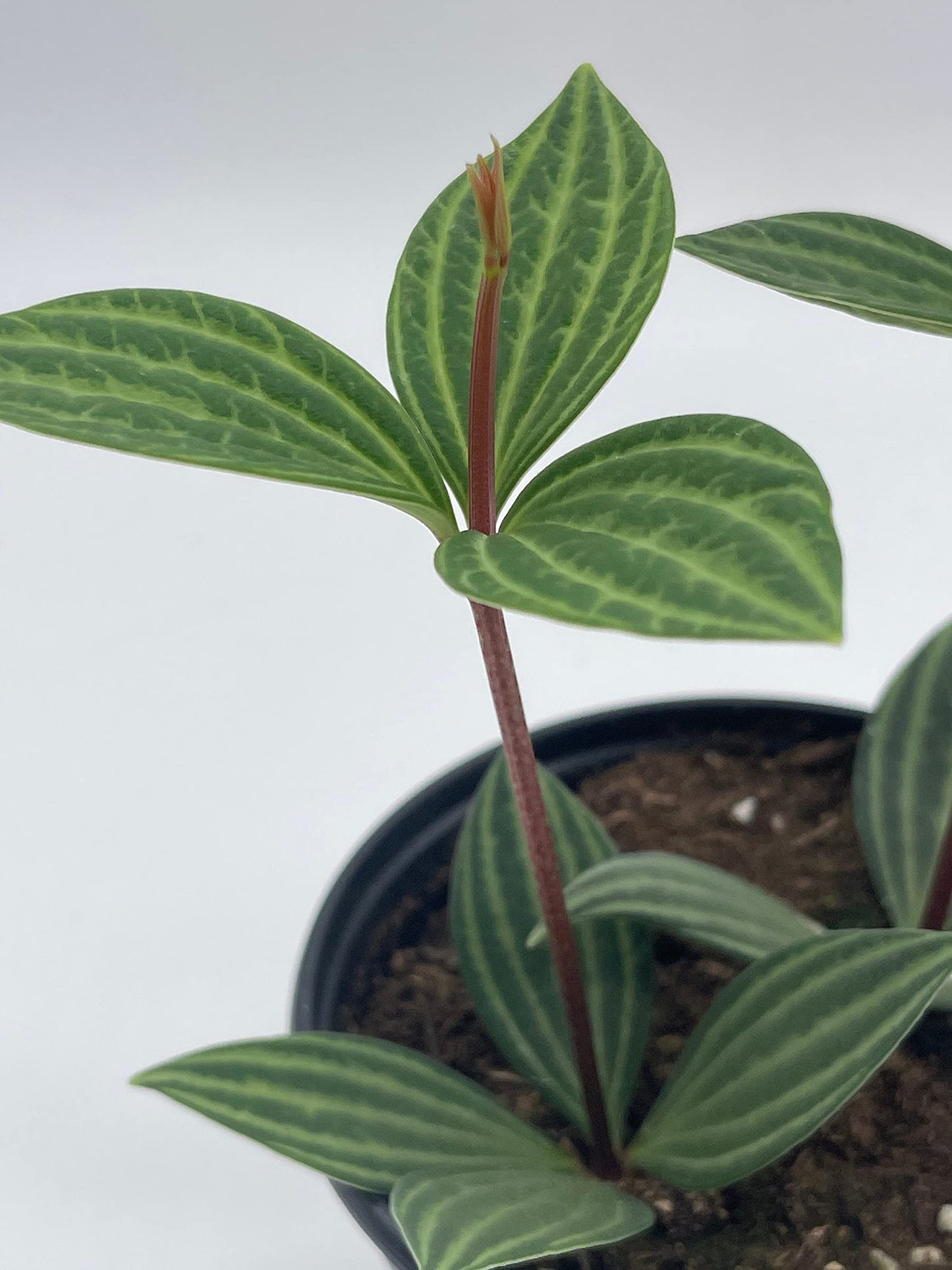 Peperomia Puteolata, 4 inch, Stilt Peperomia, Parallel Peperomia