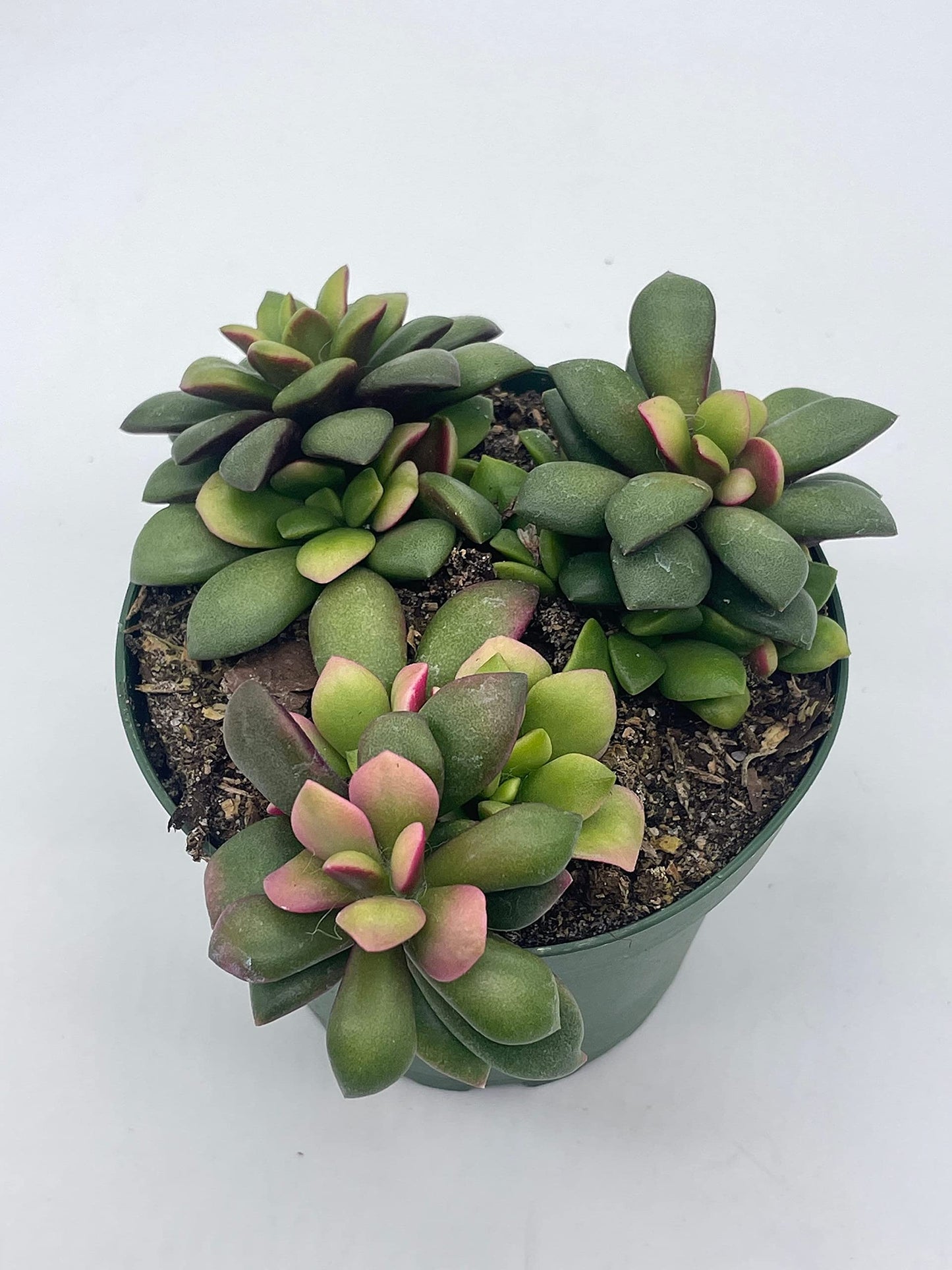 Anacampseros Telephiastrum Variegata, 4 inch Pot, Variegated Sunrise Succulent, Pink, tricolored