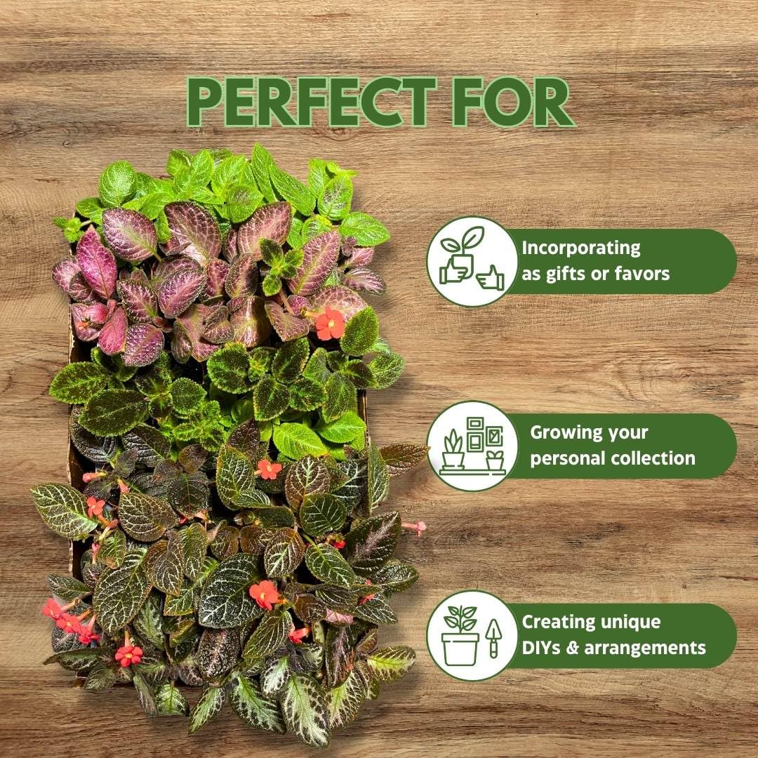 BubbleBlooms Harmony's Episcia Box Half Case 45-Pack 2-inch Flame Violets Bulk Wholesale Variety