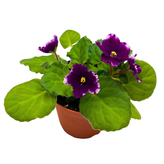 Harmony Foliage KZ Butterfly Effect African Violet 4 inch